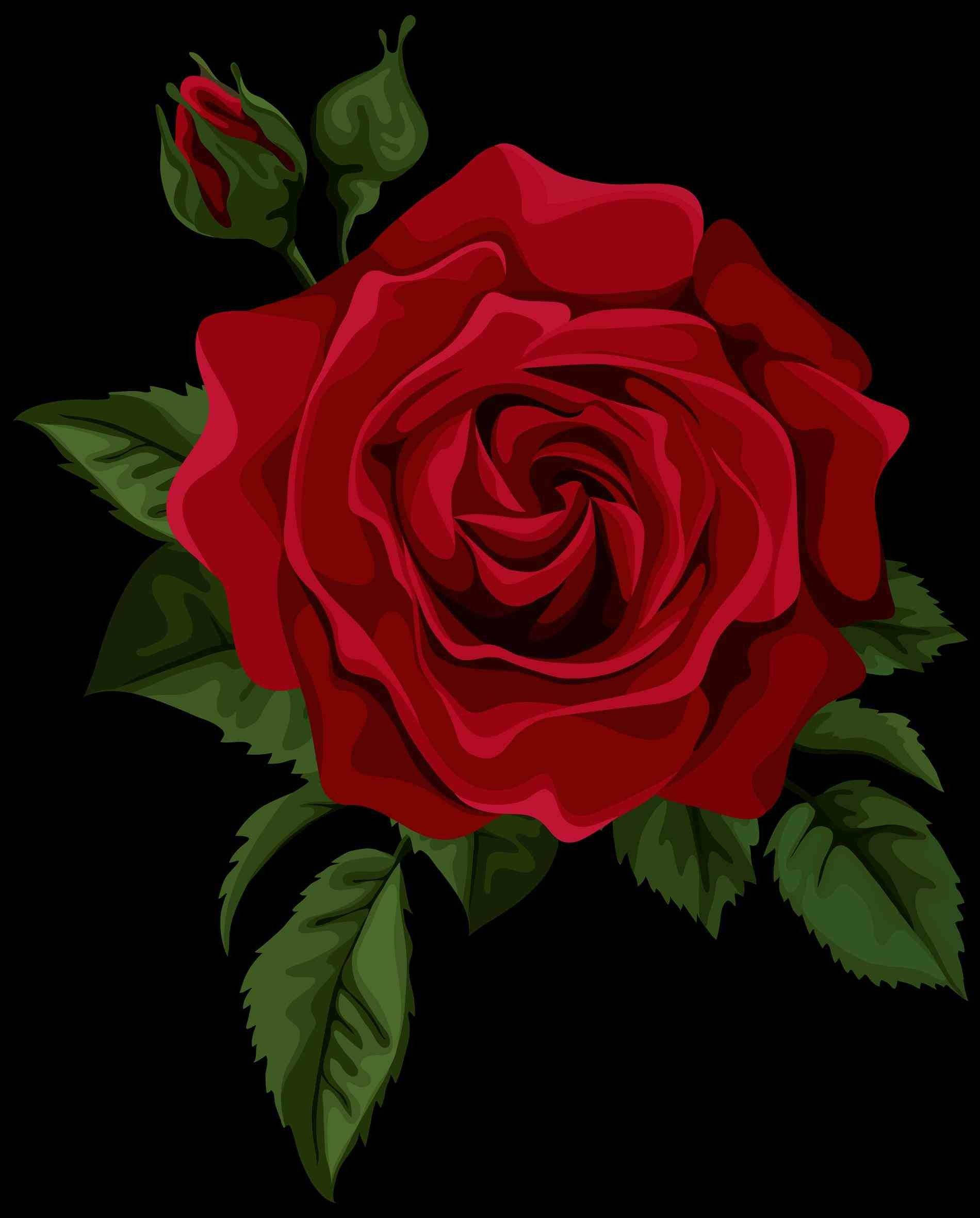 A Red Rose On A Black Background Background