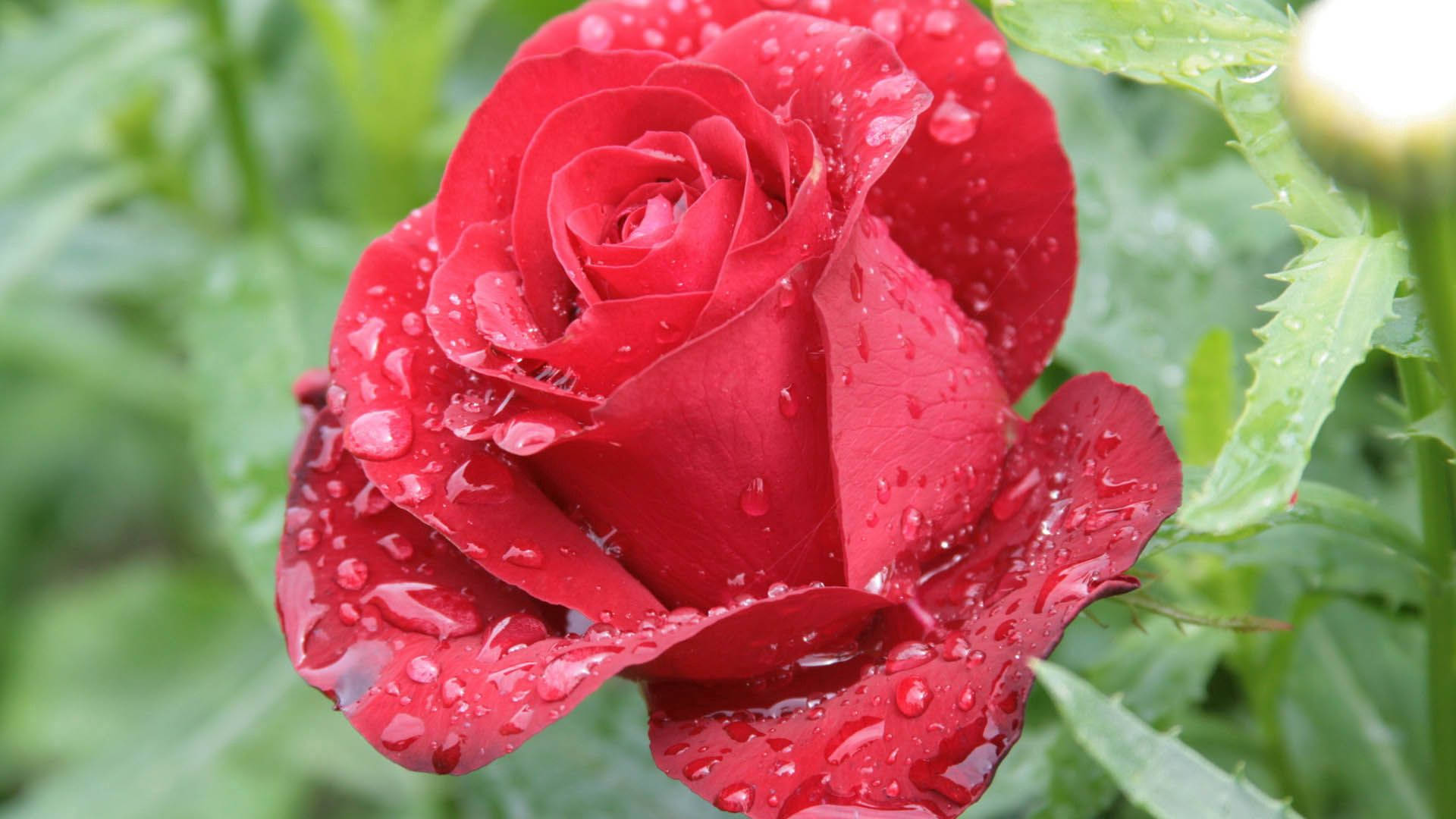 A Red Rose With Water Droplets On It Background