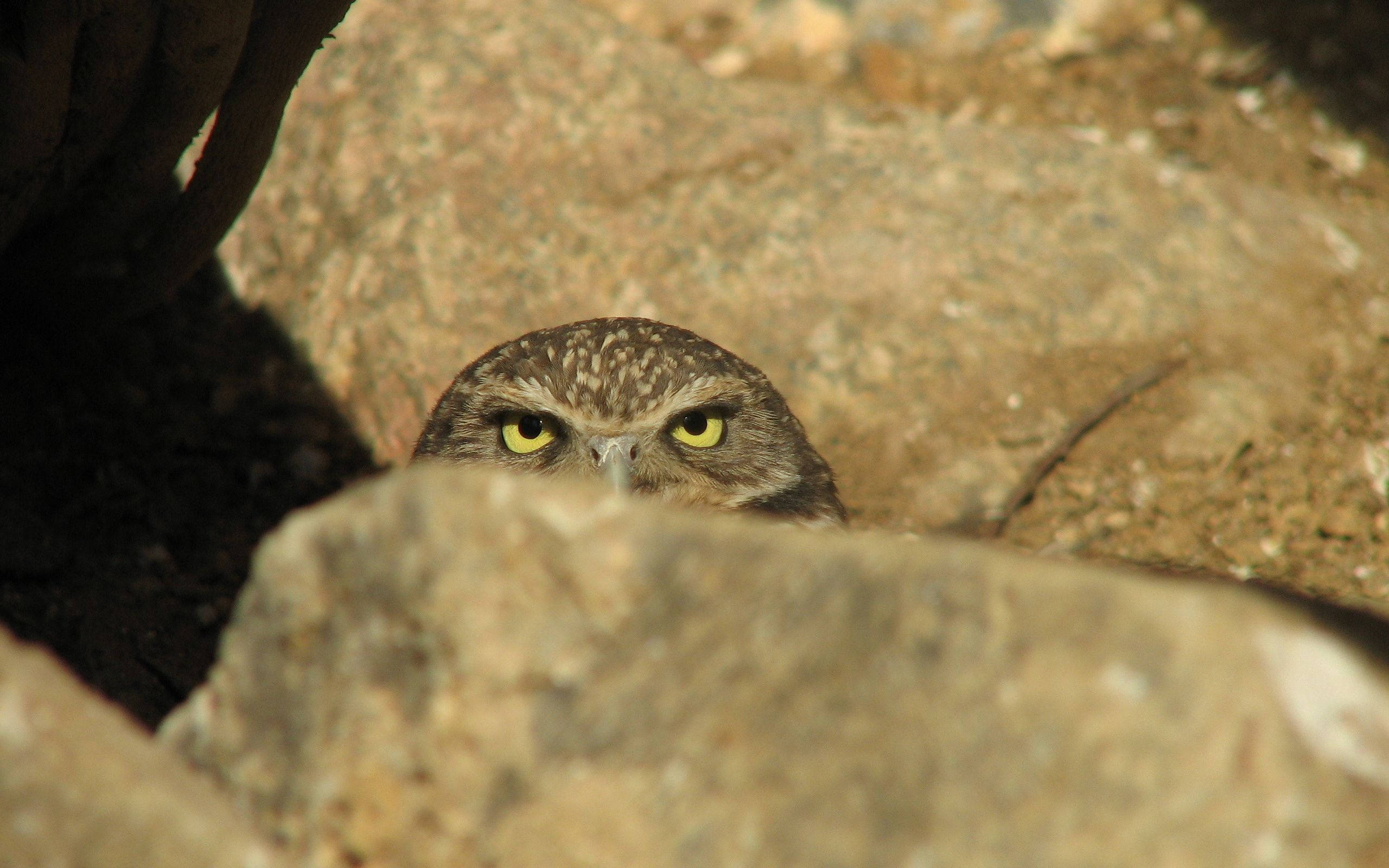 A Small Bird Peeking Out Of A Rock Background