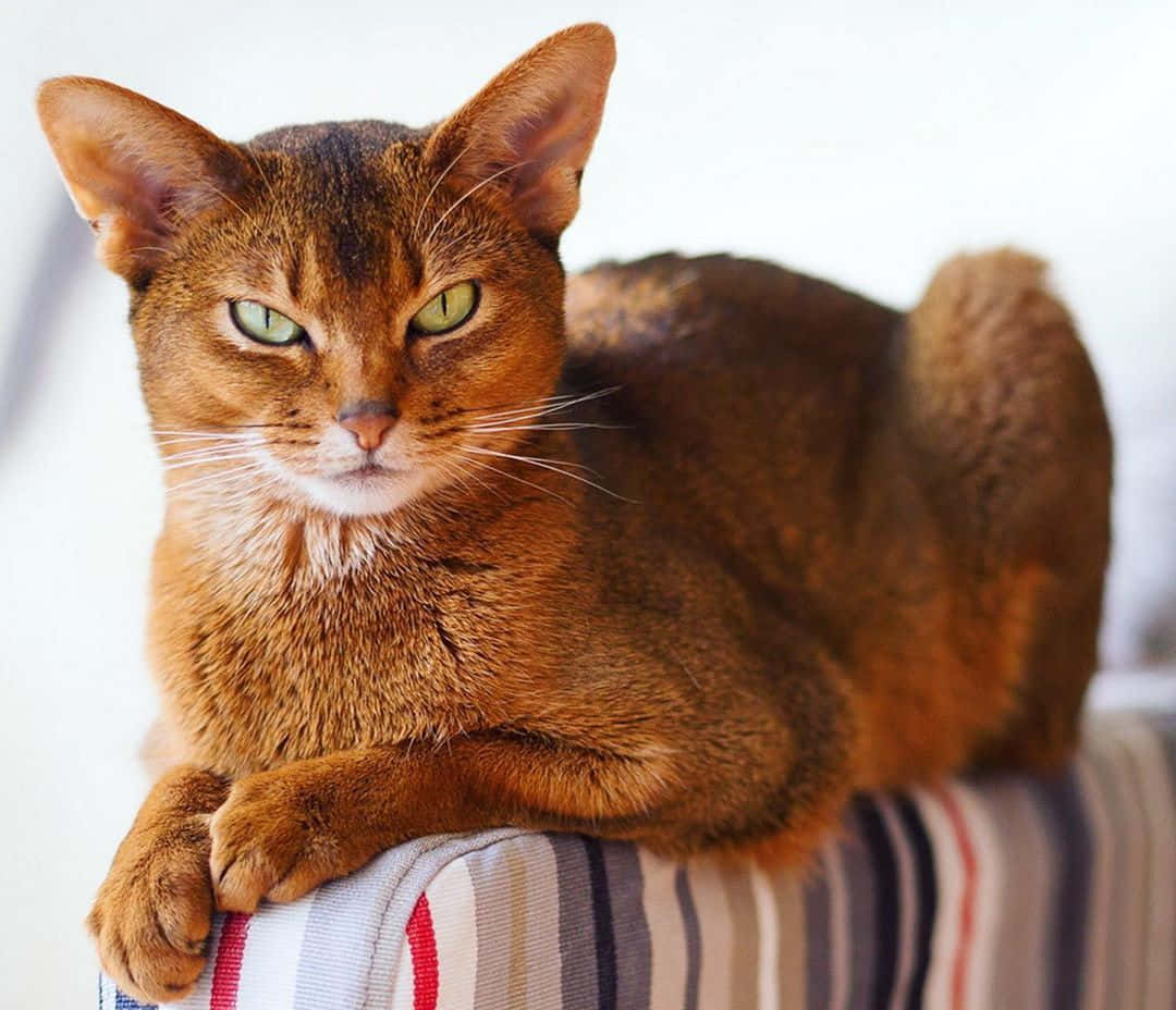 Download Abyssinian 1080 X 928 Wallpaper Wallpaper | Wallpapers.com