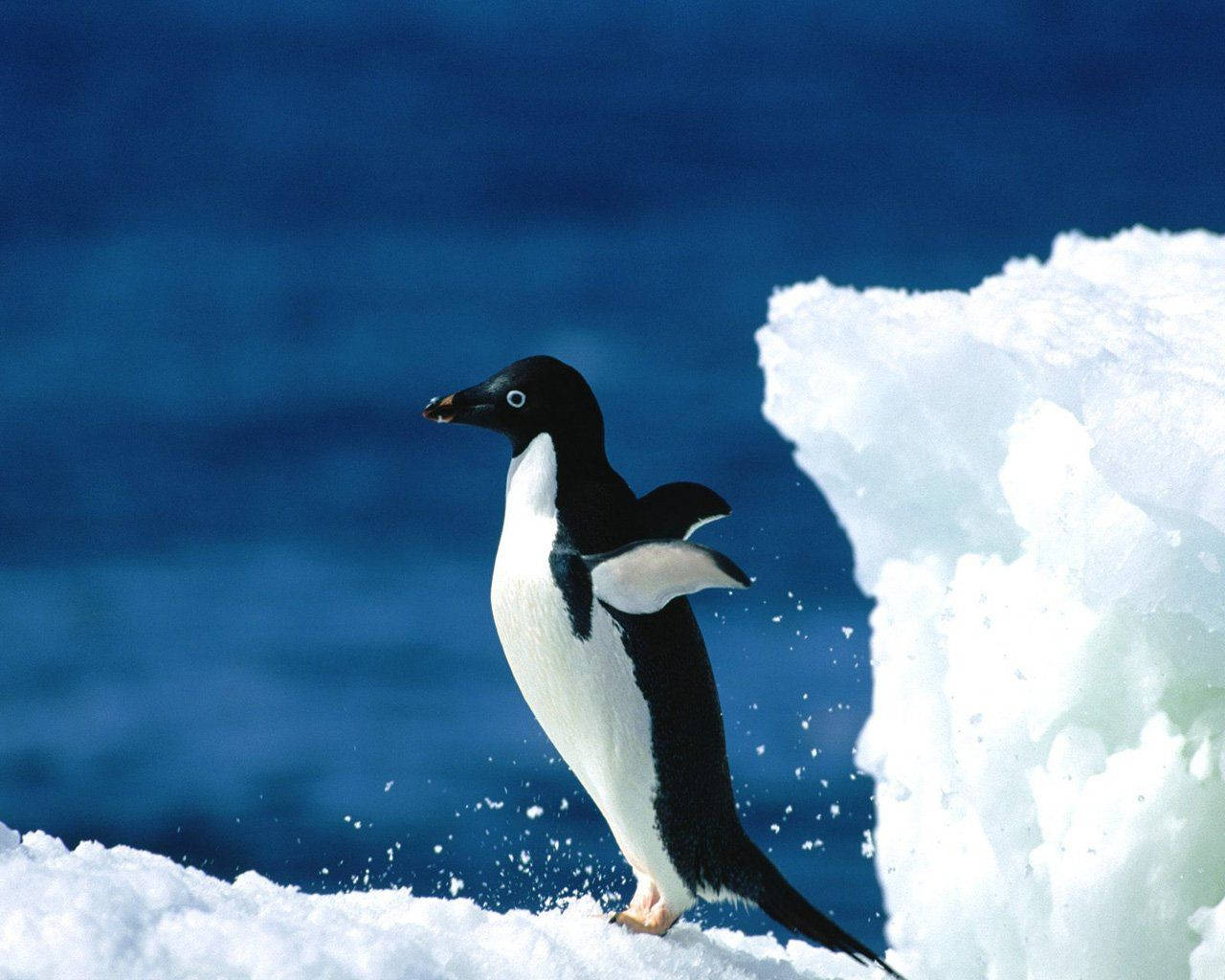 Adélie Penguin On Ice Background