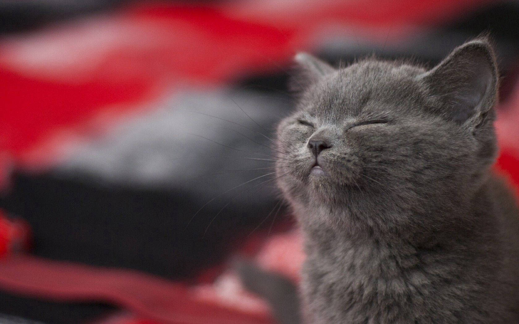 Adorable Sleepy Gray Cat Background