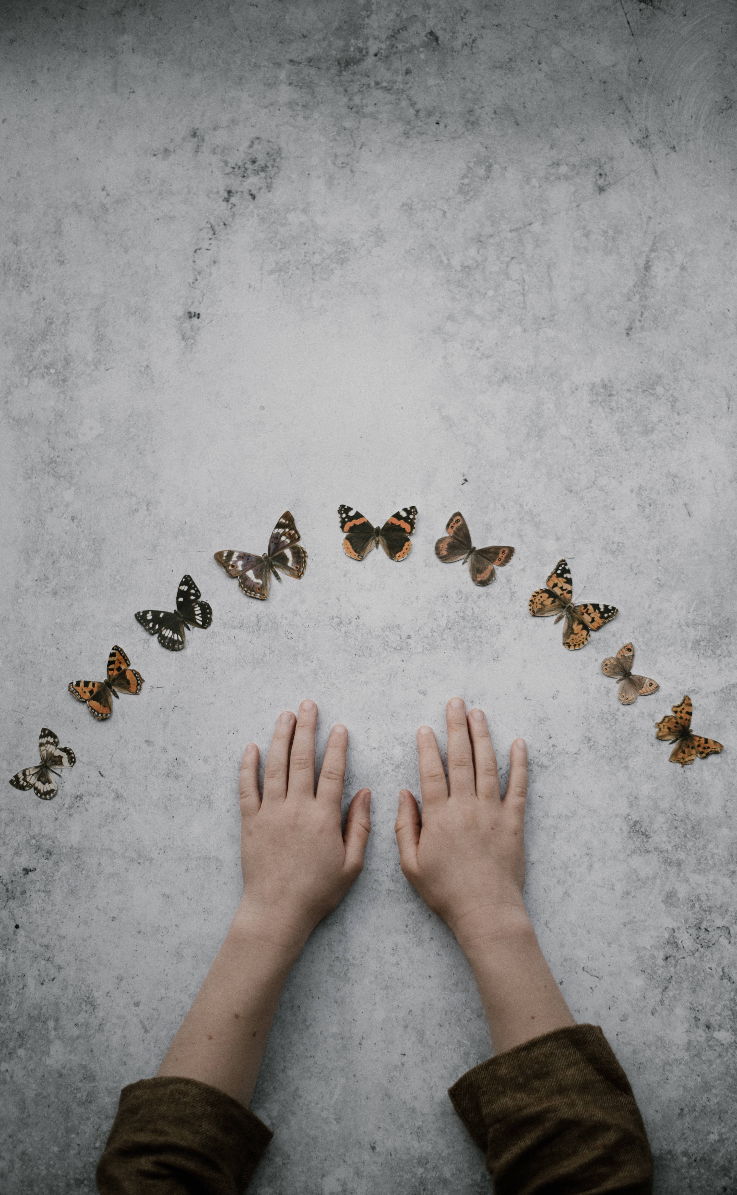 Aesthetic Full Hd Butterfly Collection Background