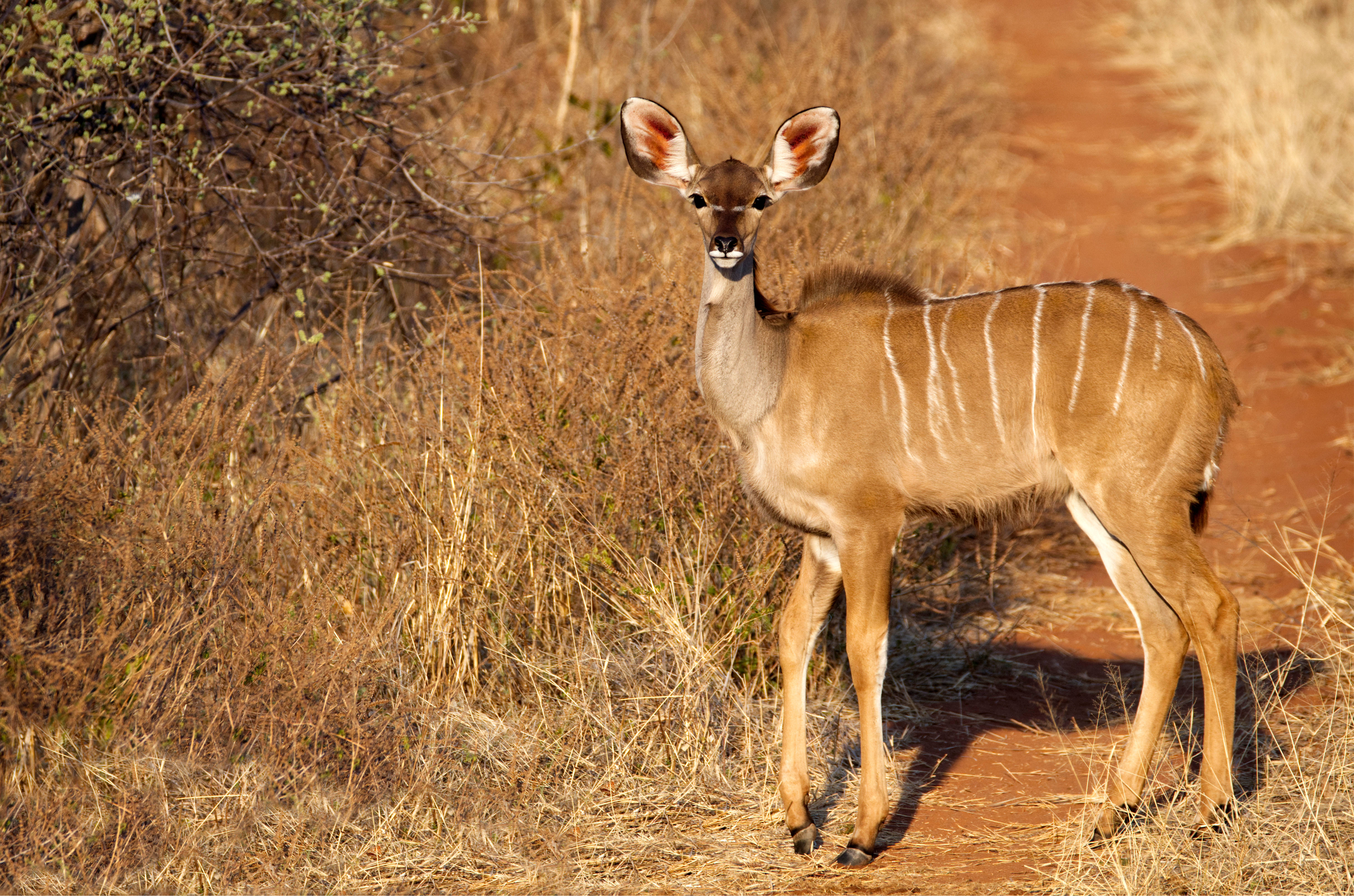 Download African Animals Kudu Wallpaper 
