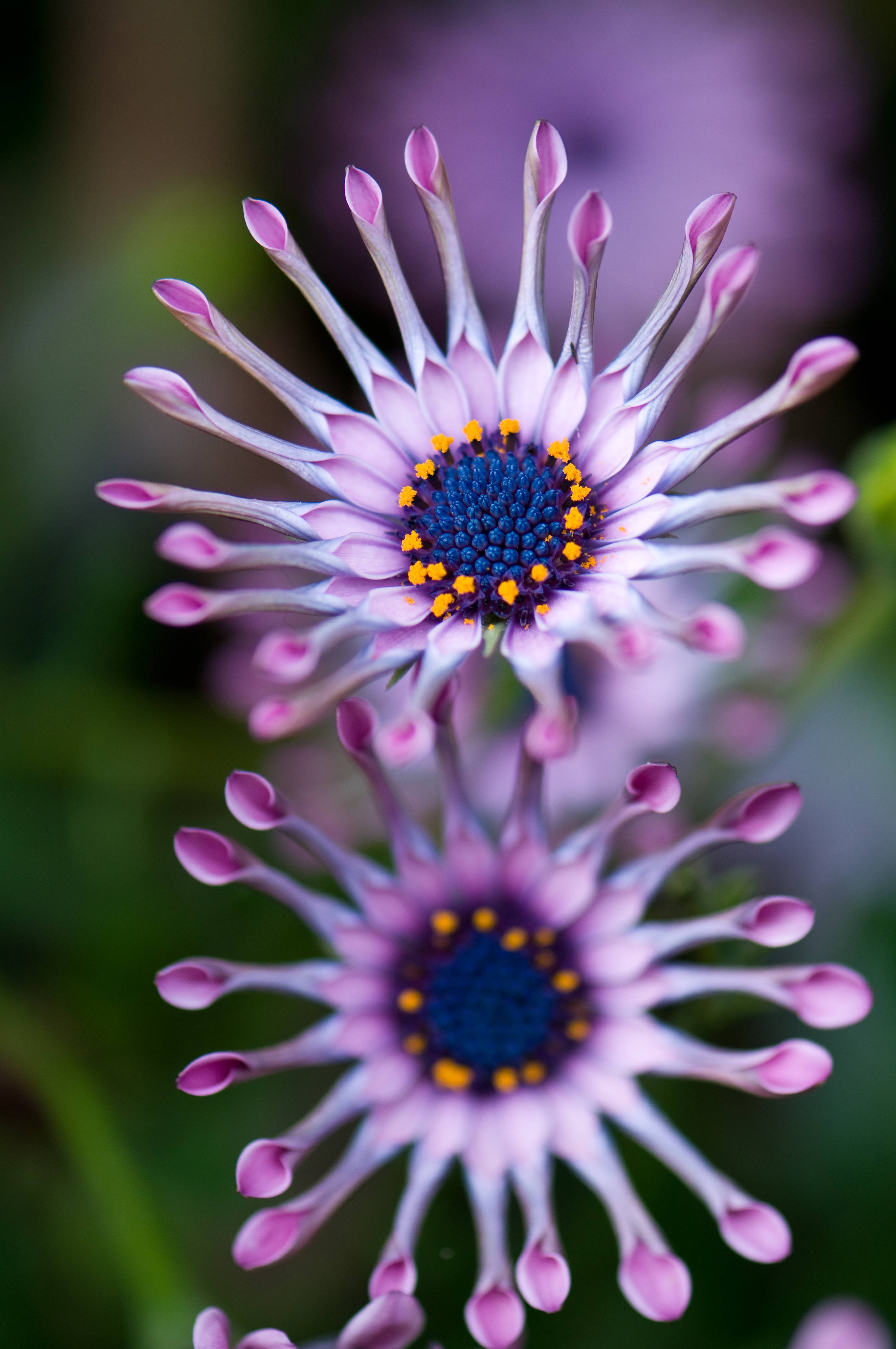 Downloaden Afrikanische Osteospermum Violette Blume Wallpaper