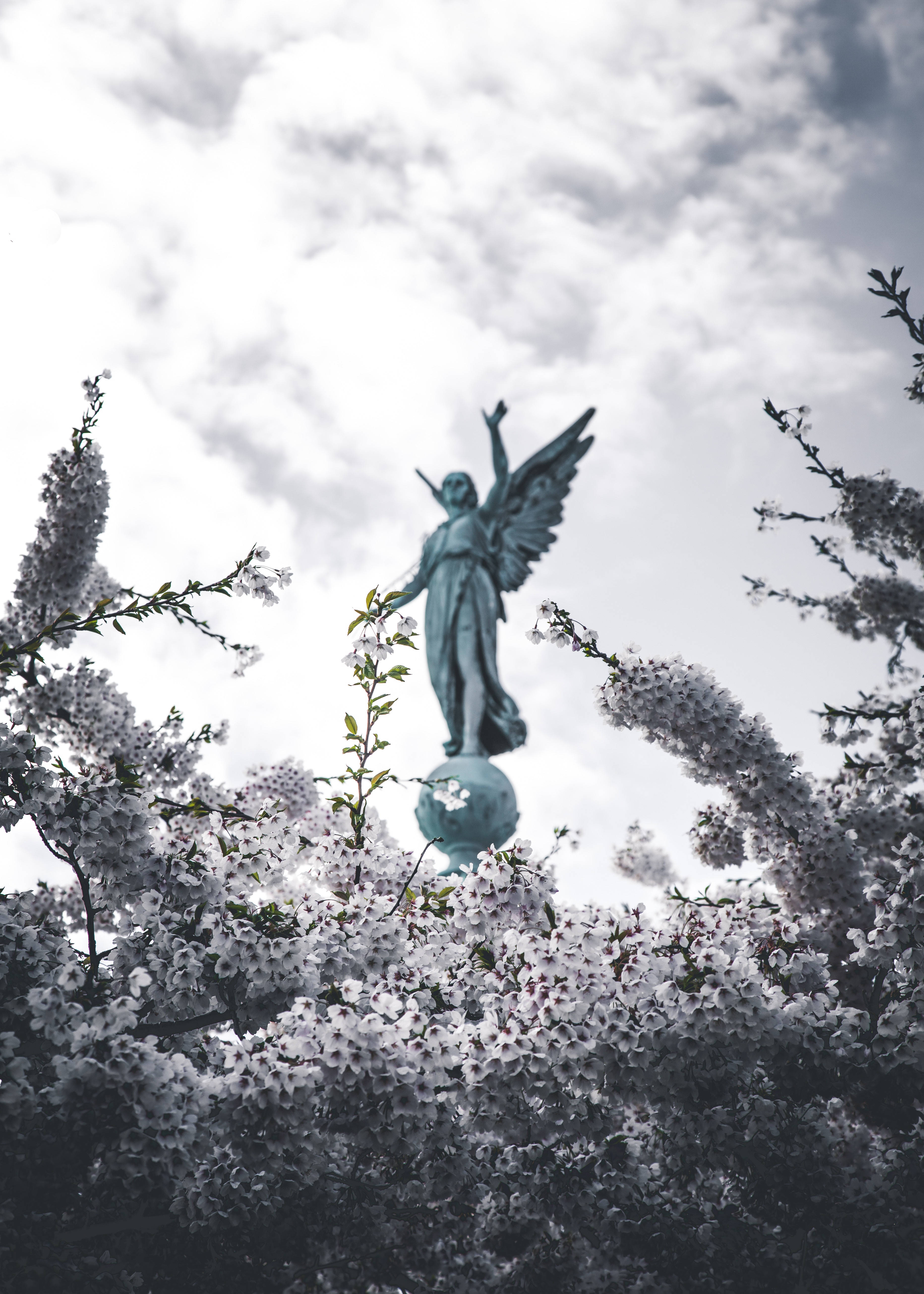 Angel Statue With Sakura Background