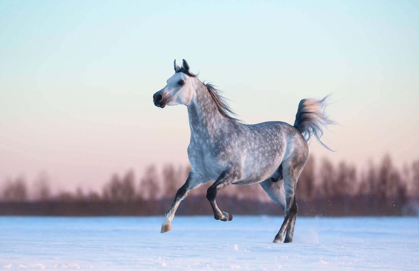 Appaloosa Horse In Winter Background