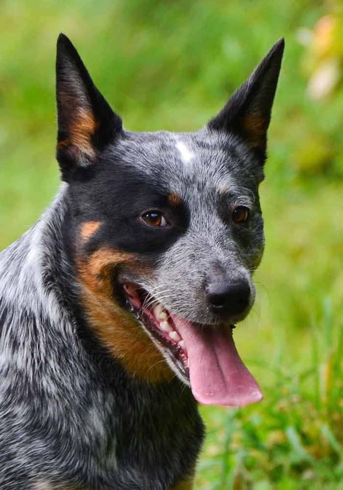 Download Australian Cattle Dog Pictures | Wallpapers.com