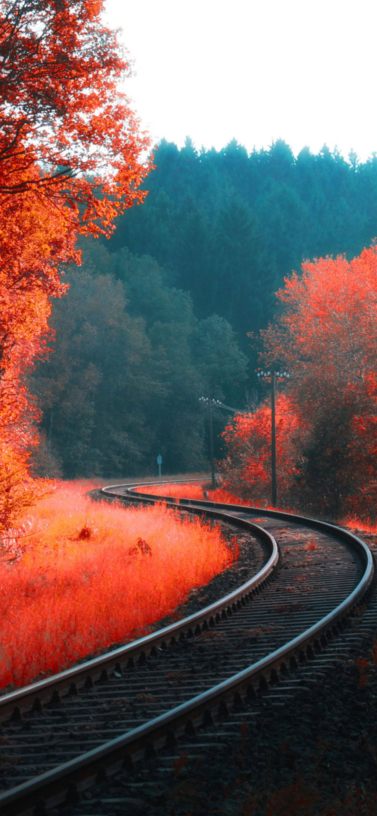 Download Autumn Iphone Forest Railway Track Wallpaper 