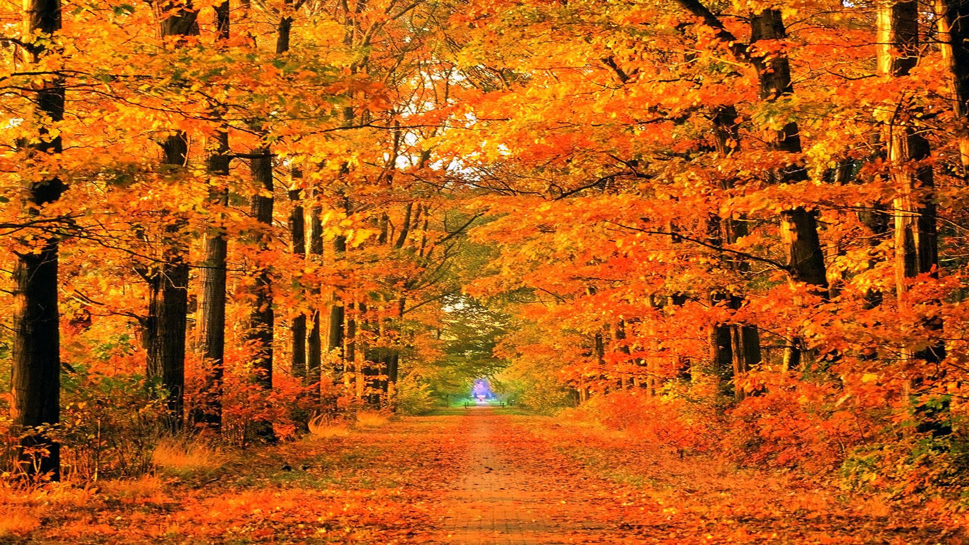 Autumn Road And Trees Fall Hd Background