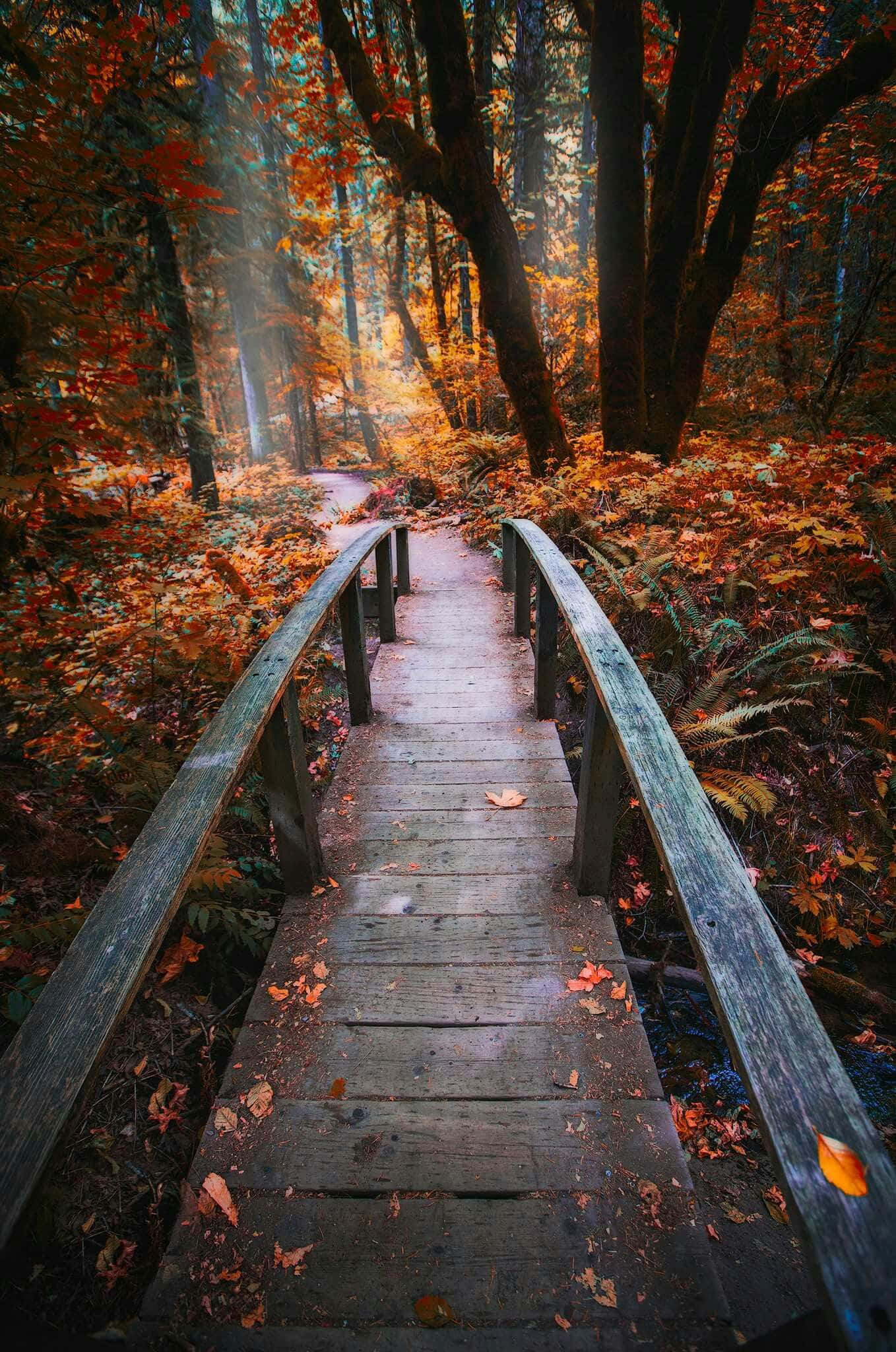 Download Autumn Trails 1358 X 2048 Wallpaper Wallpaper | Wallpapers.com