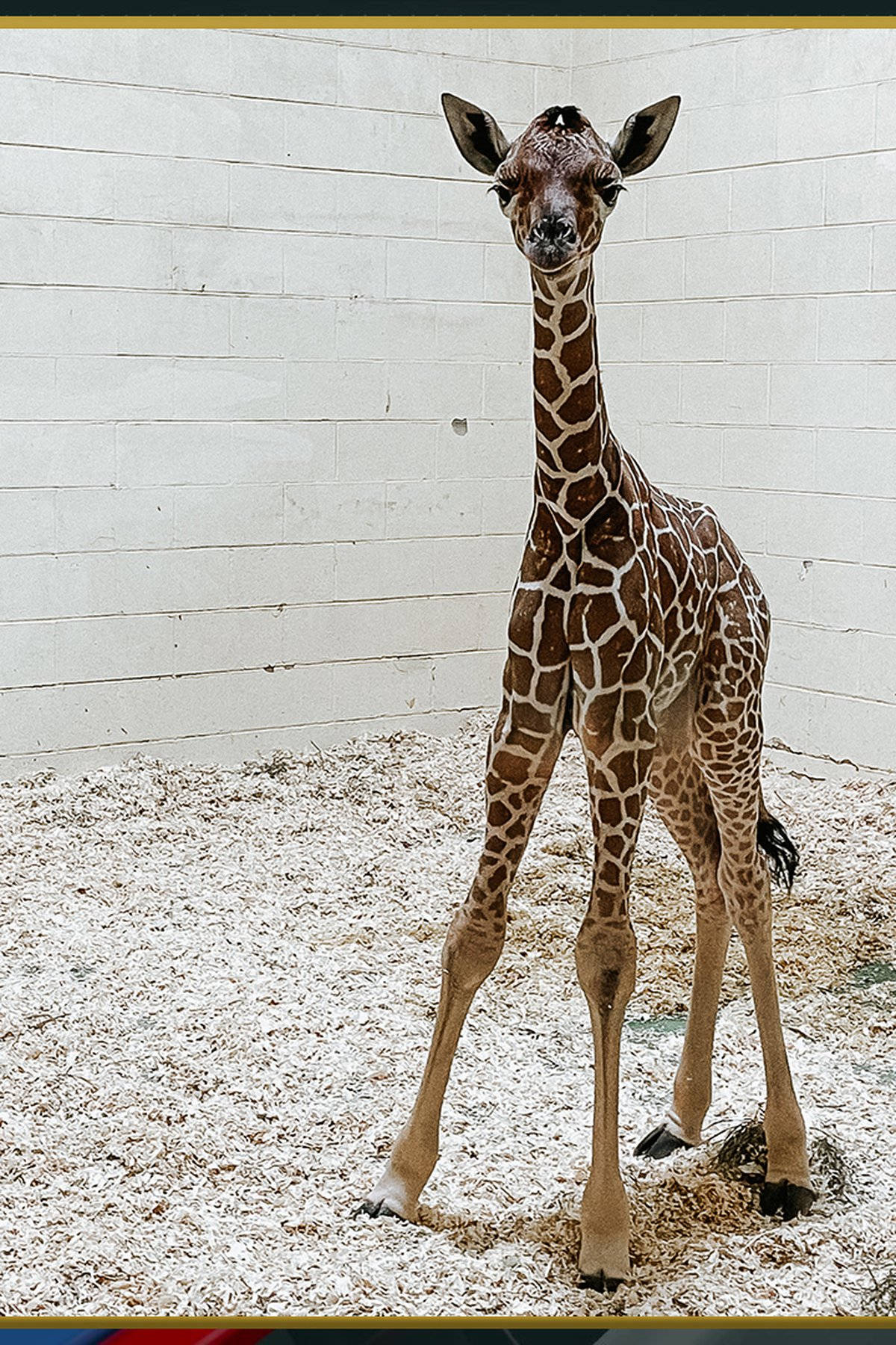 Download Baby Giraffe With Long Legs Wallpaper | Wallpapers.com