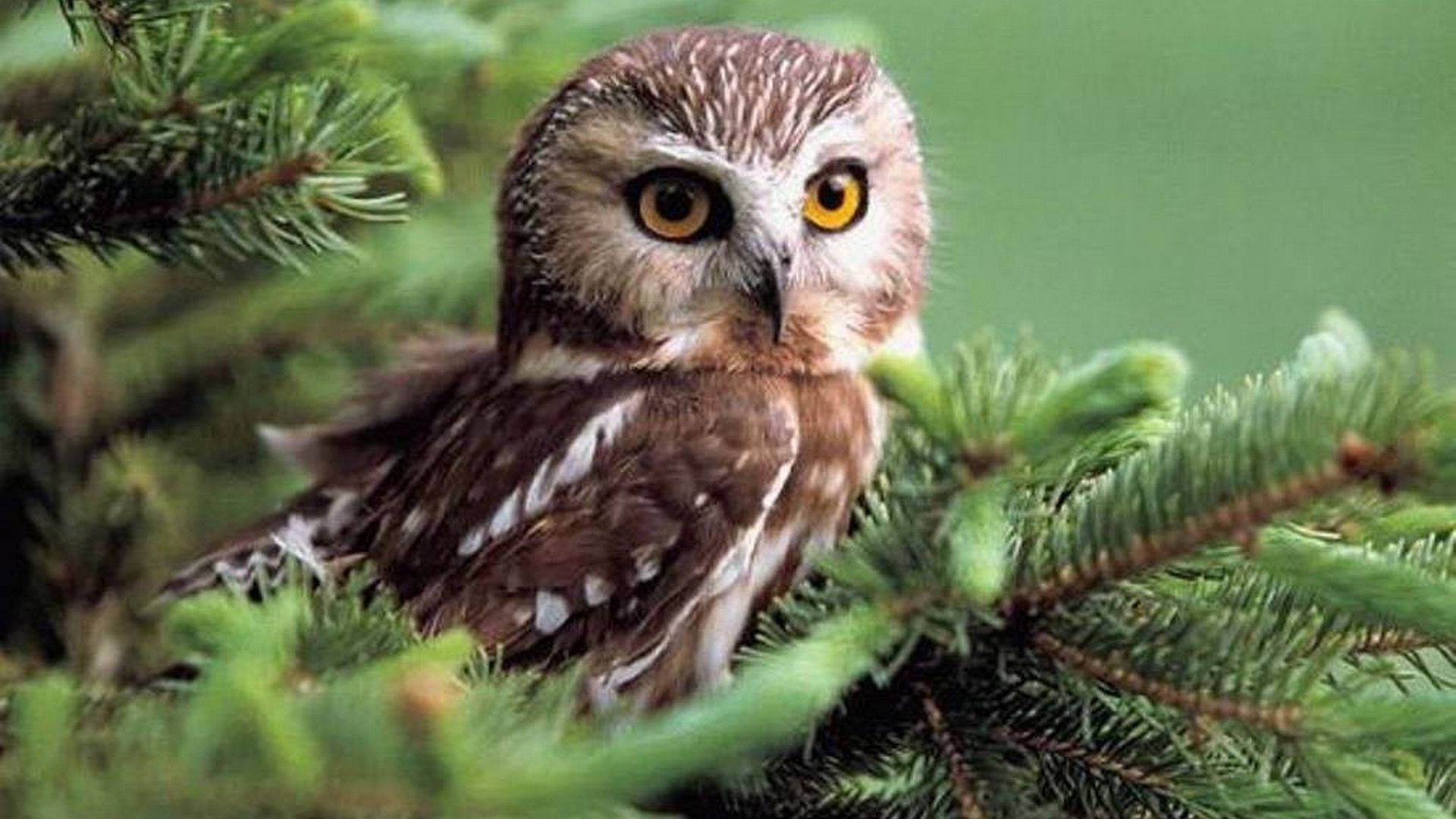 Baby Owl In Pines Background