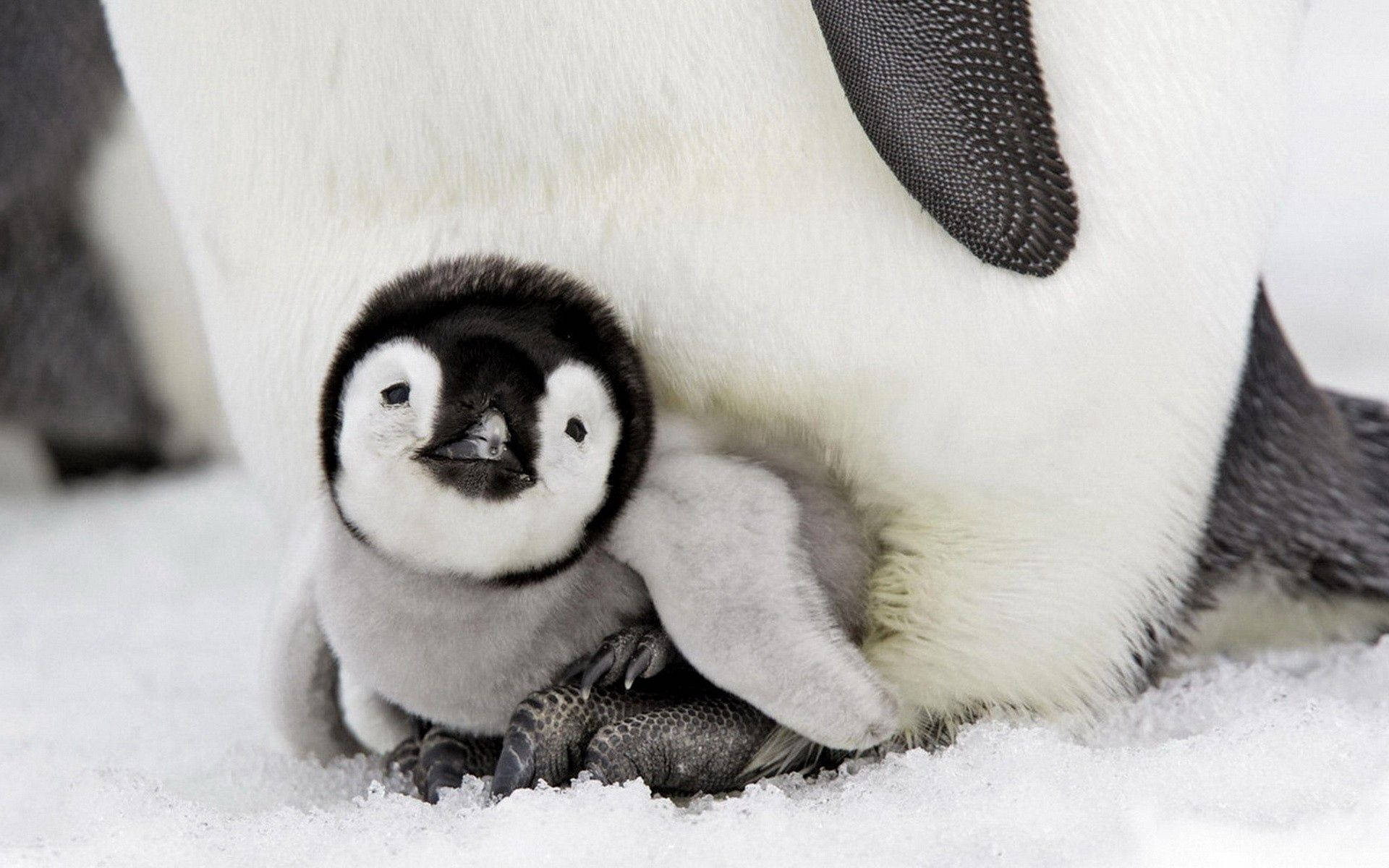 Baby Penguin Brood Background
