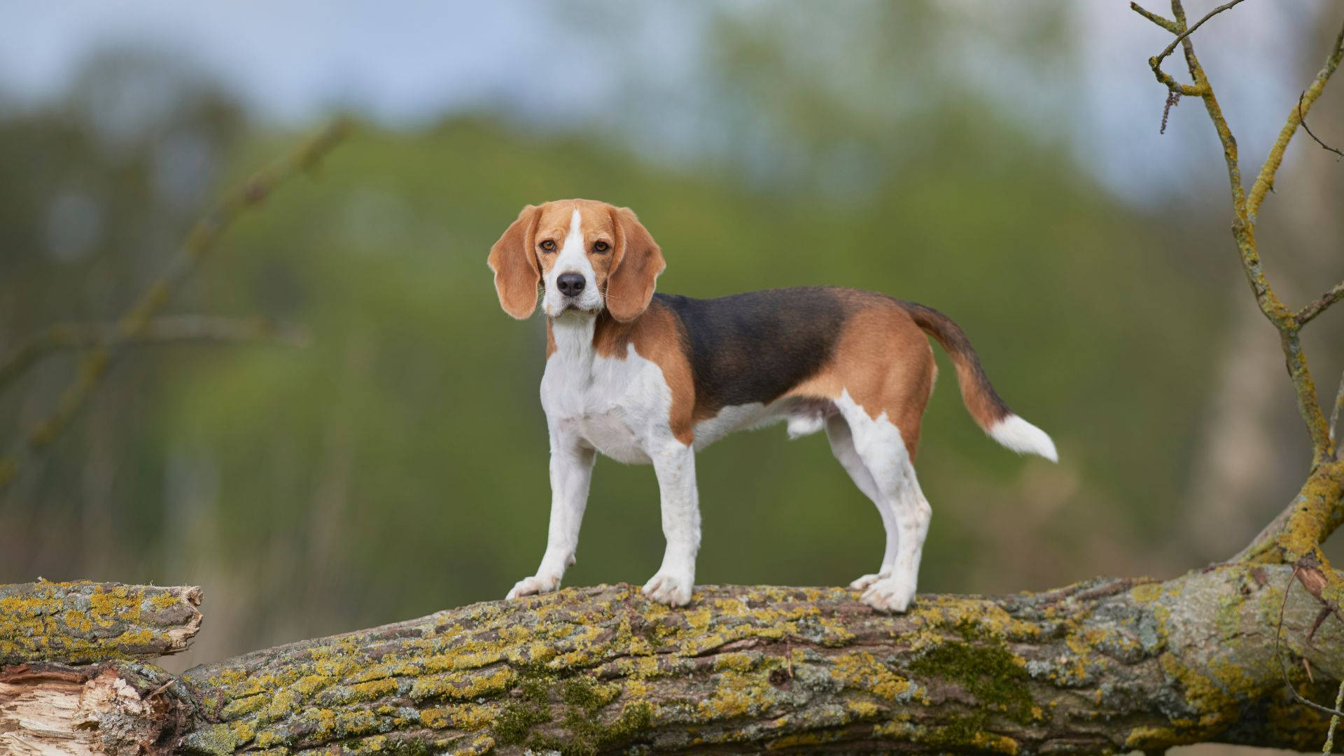 Download Beagle Dog On Tree Trunk Wallpaper | Wallpapers.com