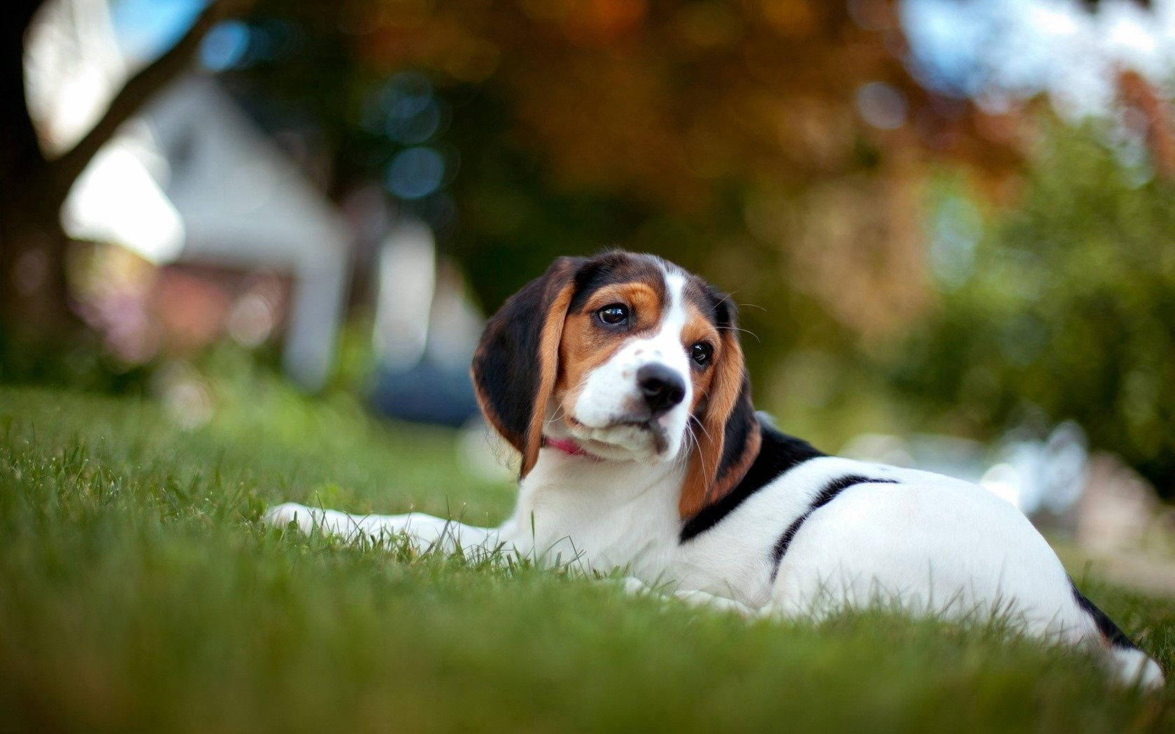 Beagle Puppy Lying On Grass Background