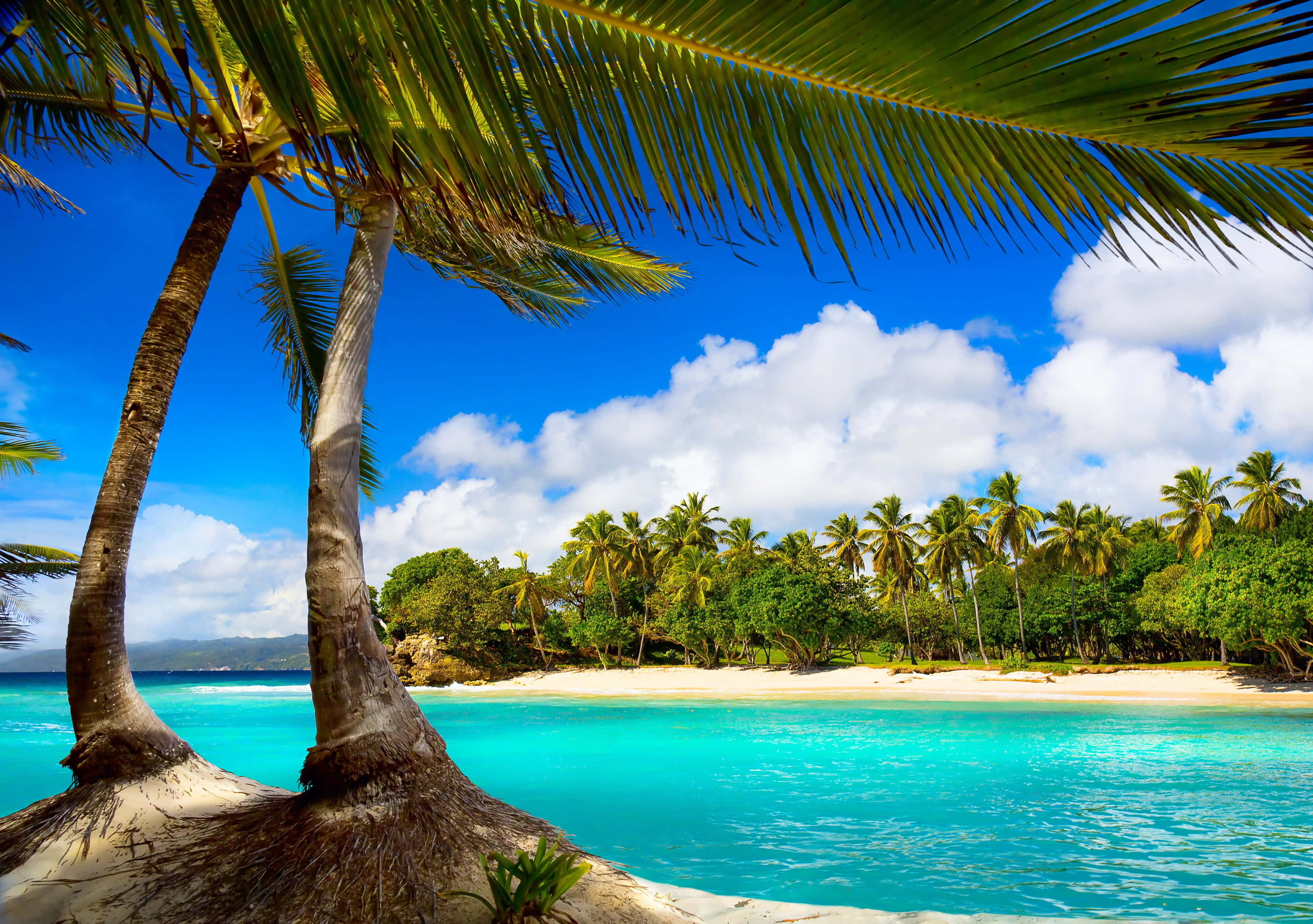 Экзотическая природа. Парадиз остров Карибского моря. Море пальмы. Пальмы и океан. Лагуна Карибы.