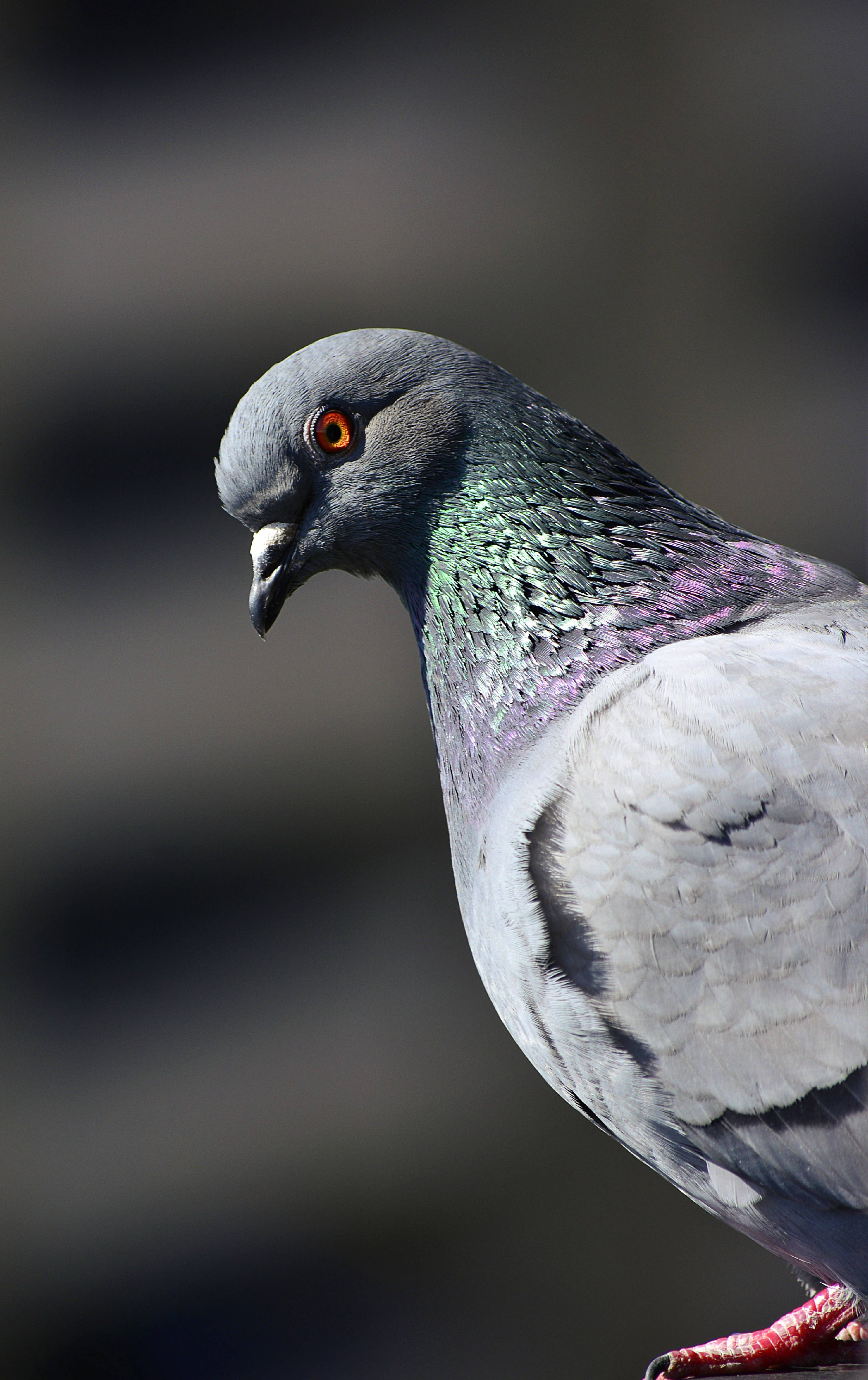 Download Beautiful Birds Pigeon Wallpaper 