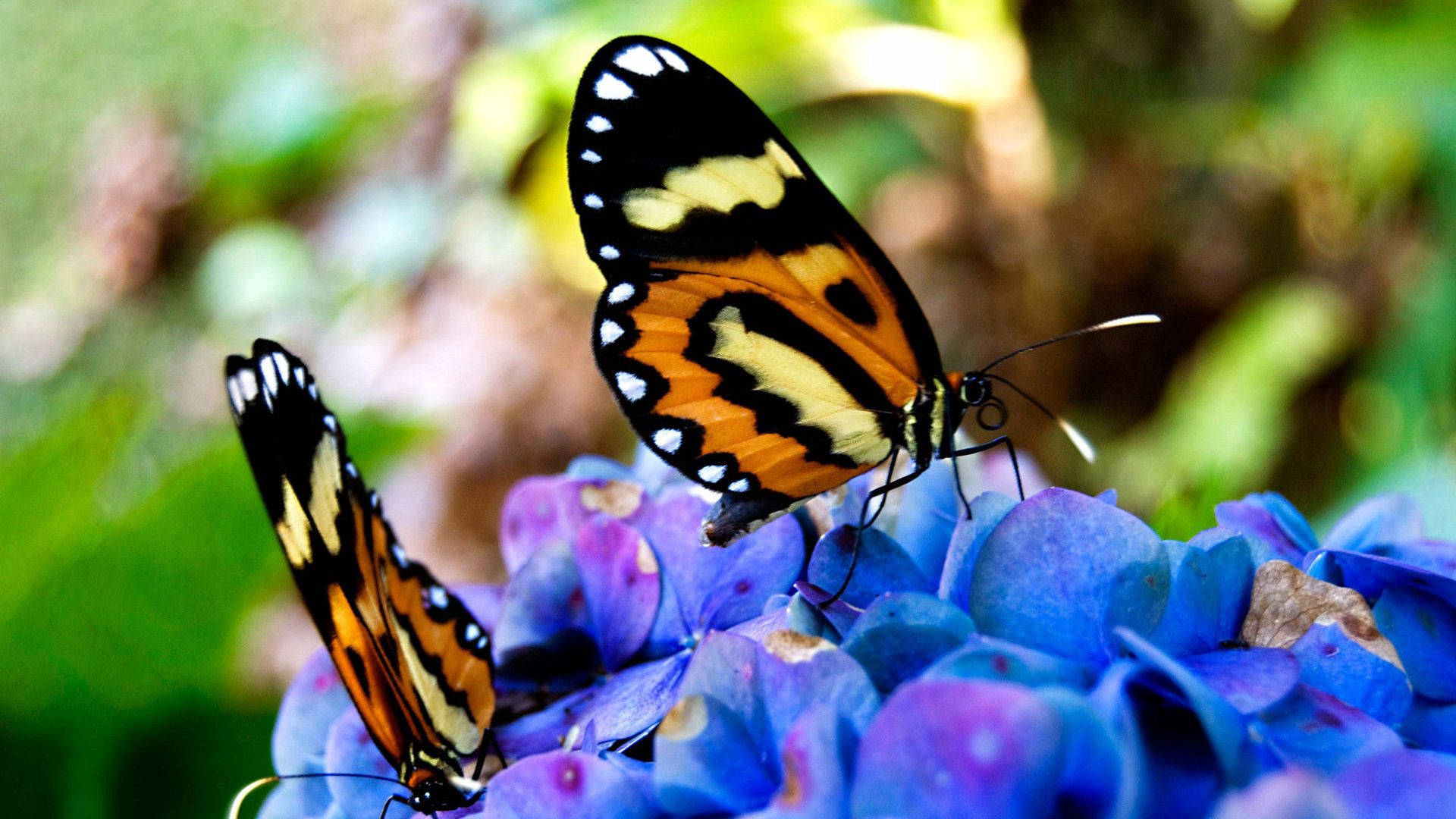 Beautiful Butterflies On Flowers Background