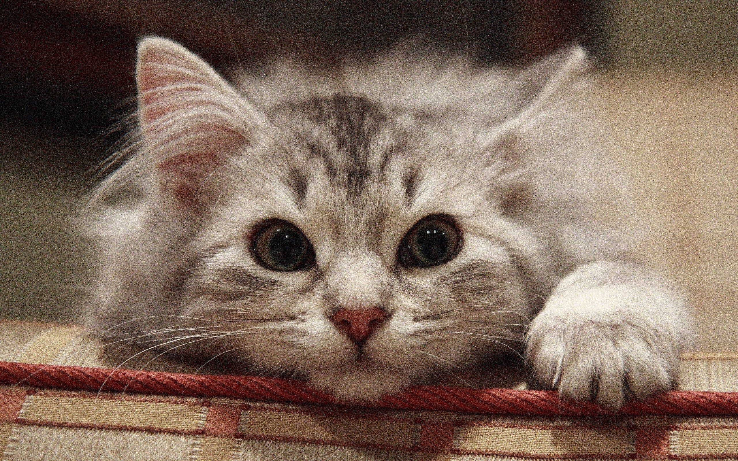 Beautiful Fluffy Grey Cat Background
