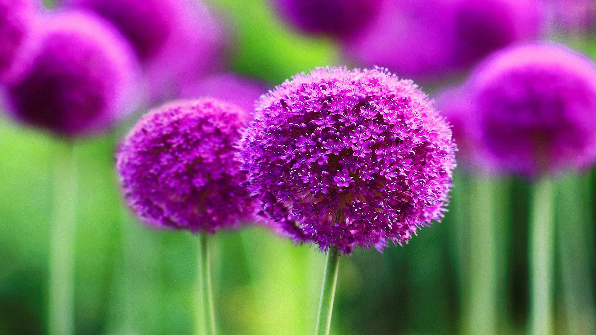 Beautiful Macro Purple Flower Background