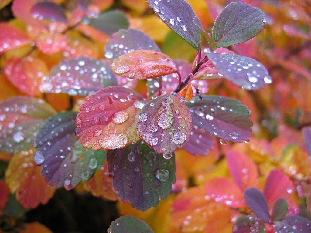 Beautiful Morning Dew Leaves Background