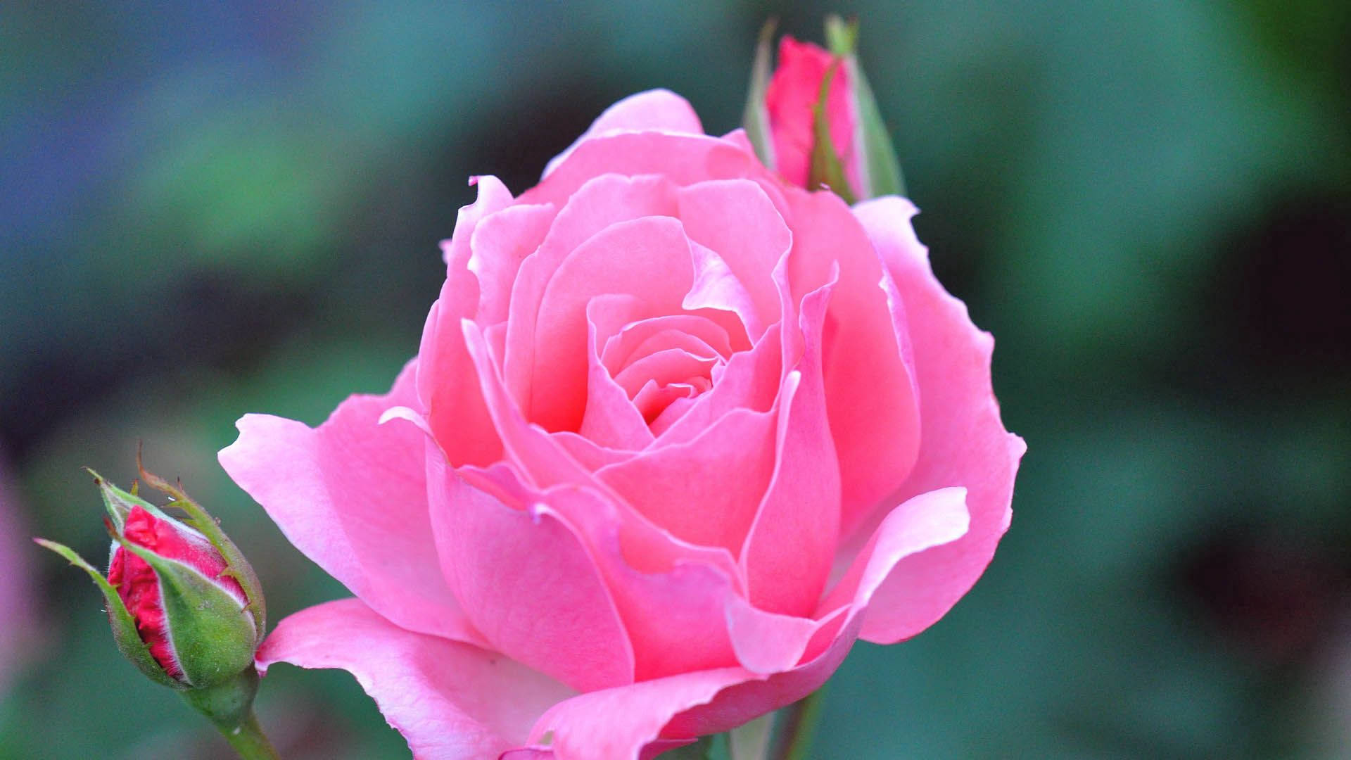 Beautiful Pink Rose Background