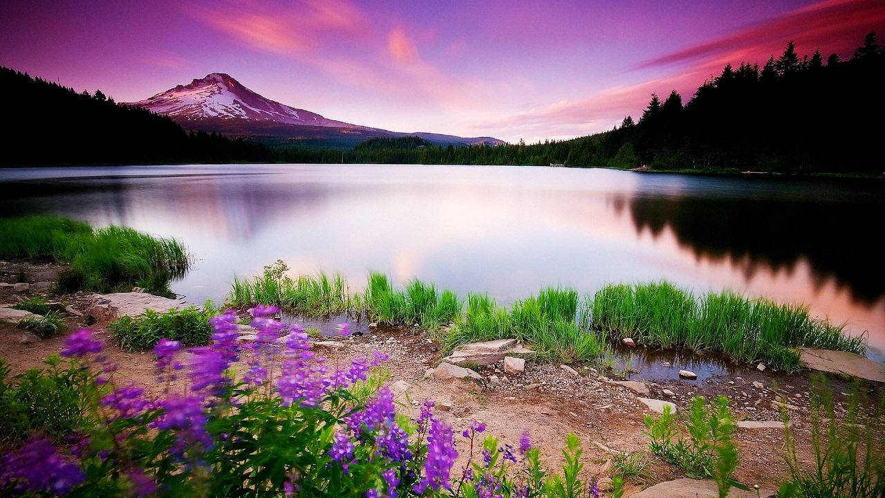 Beautiful Purple Aesthetic Nature Background