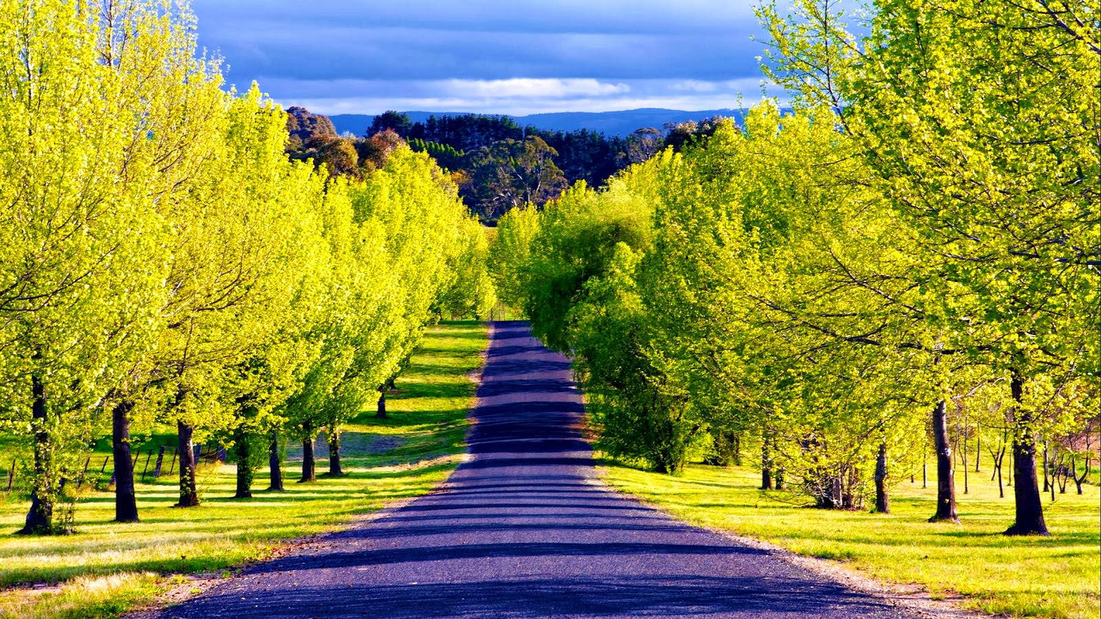 Beautiful Road Green Trees Background