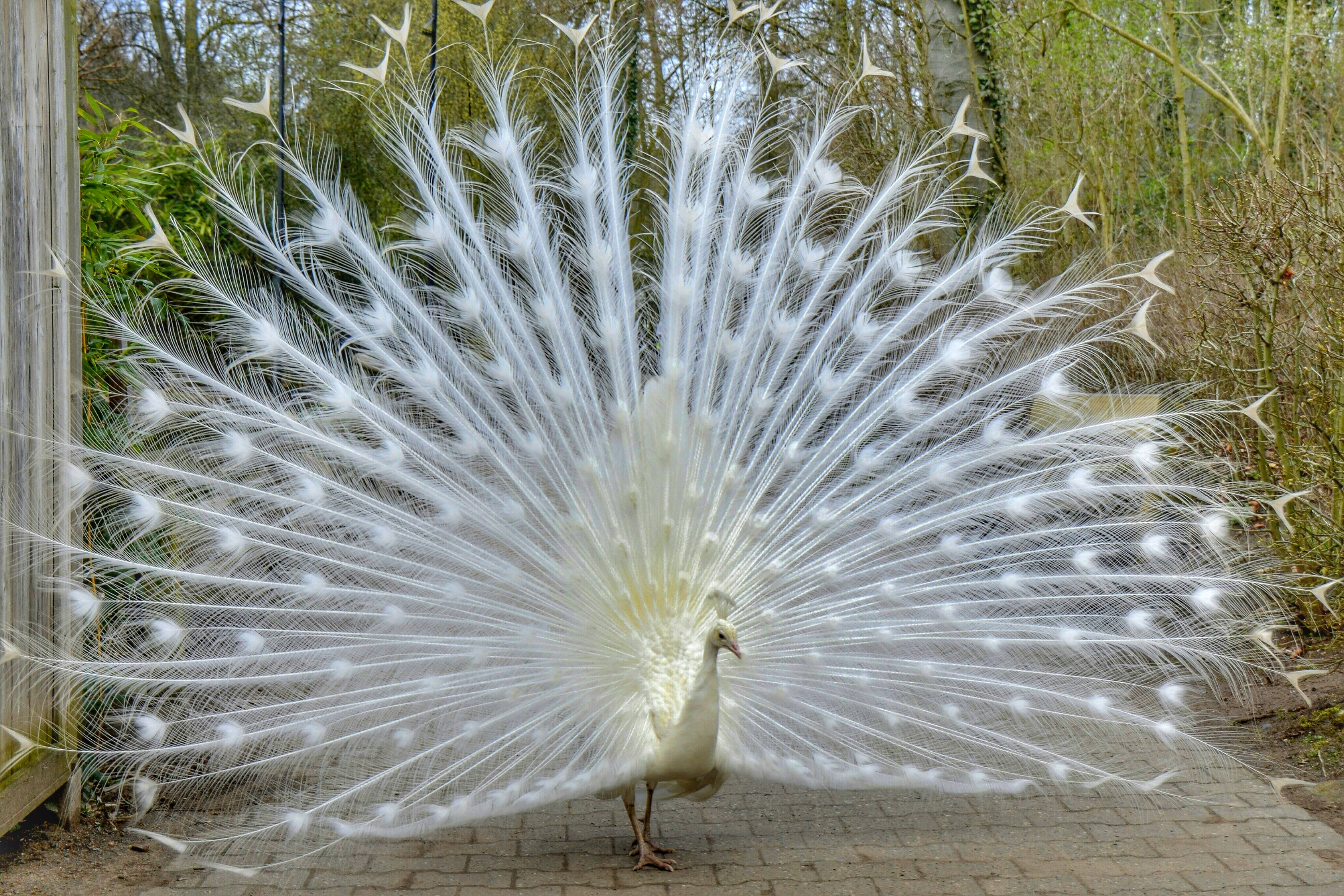 Beautiful White Trail Peacock Background
