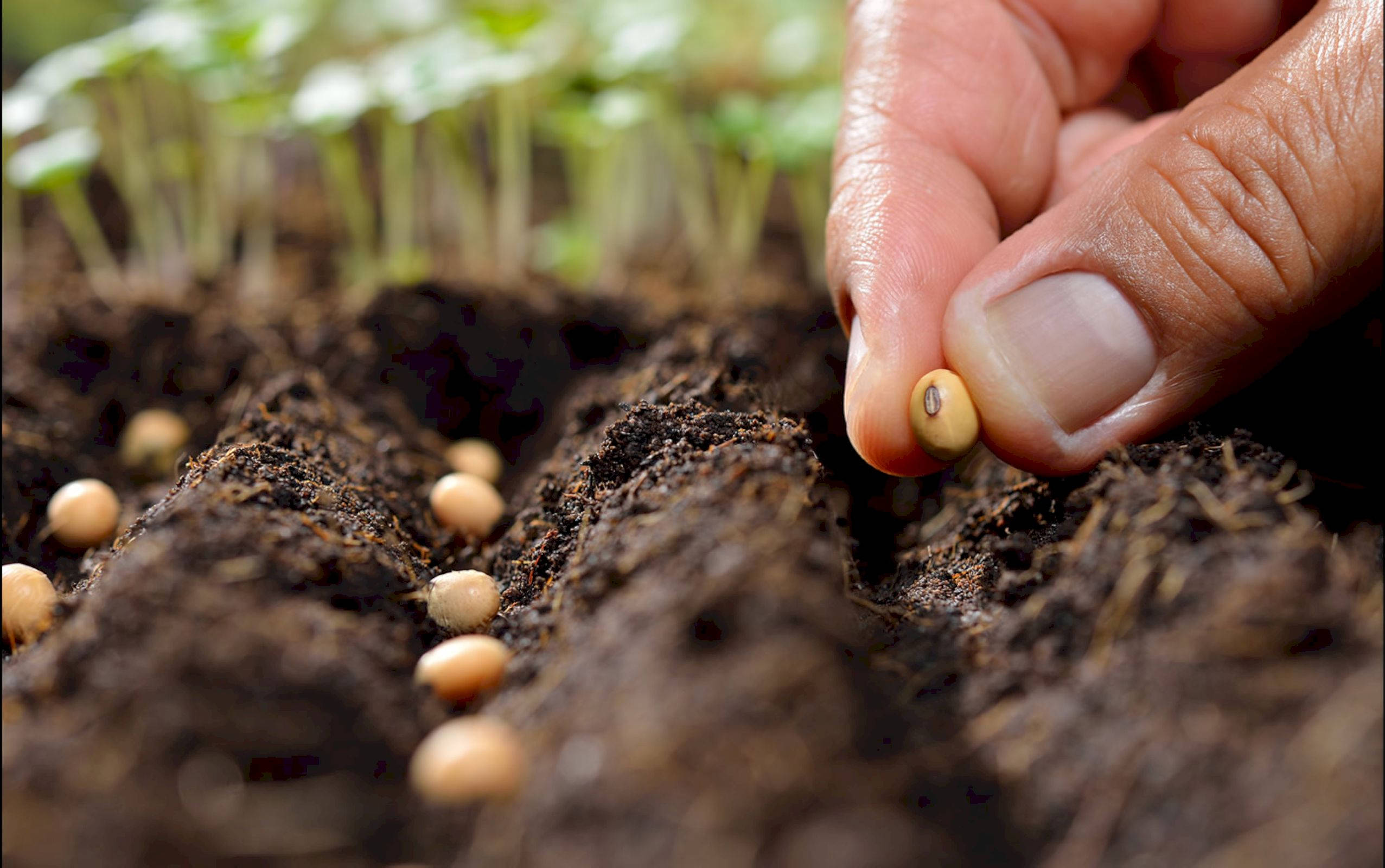 Какой стороной сажать семена. Посев семян в открытый грунт. Семена для посадки. Посев фасоли. Посев бобовых в открытый грунт.