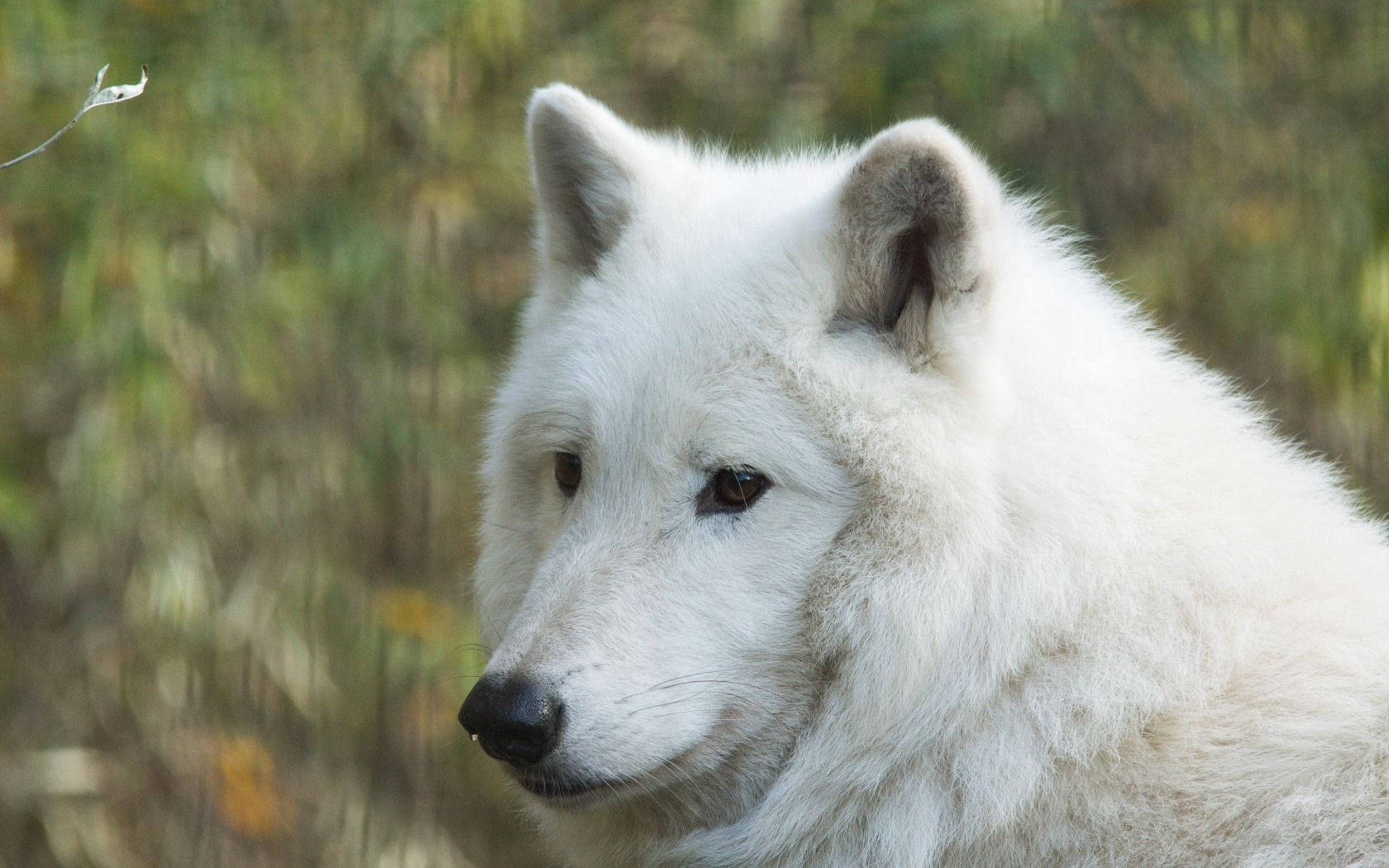 Big Hudson White Wolf Background
