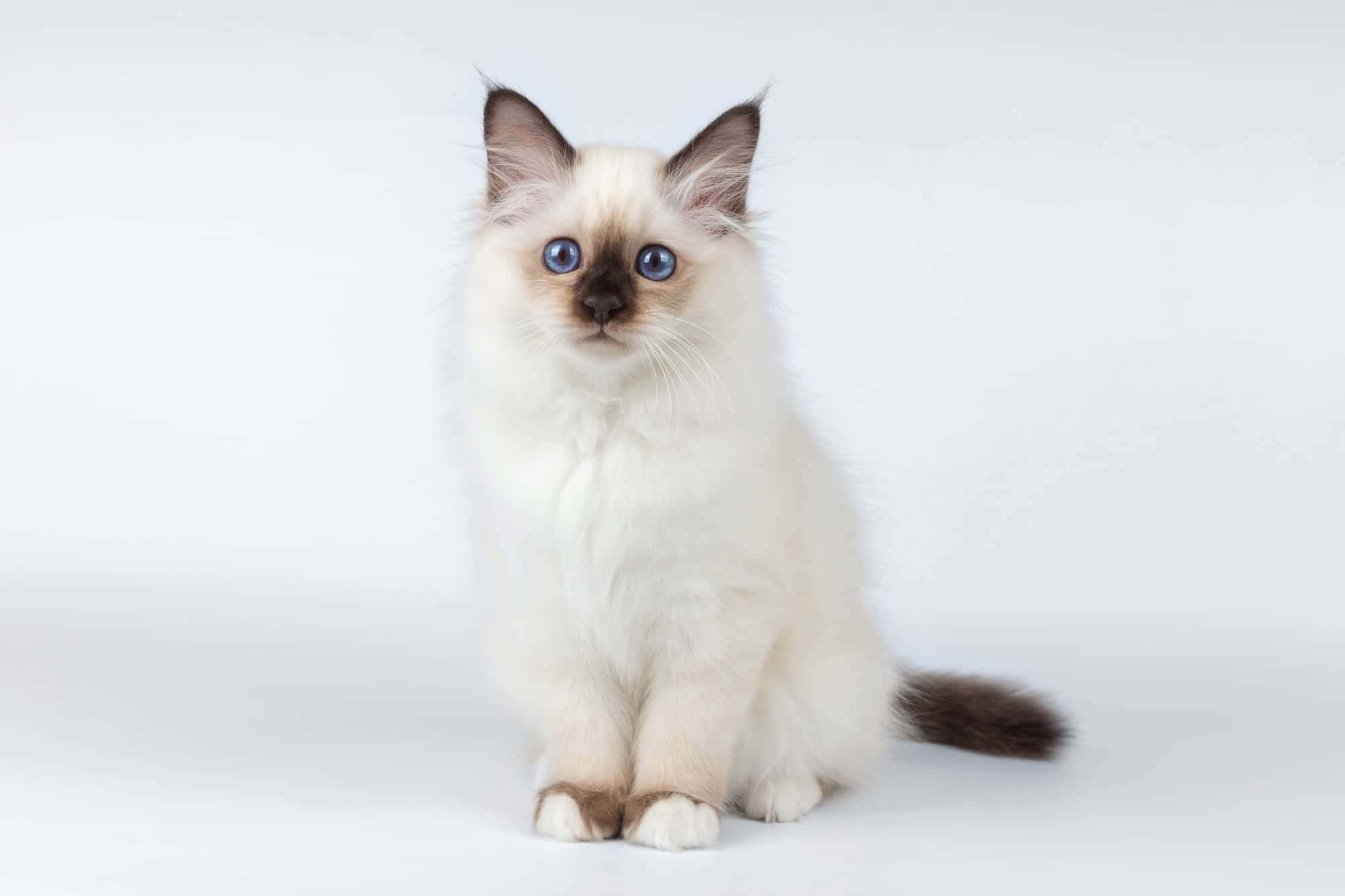 Download Birman 2000 X 1333 Wallpaper Wallpaper | Wallpapers.com