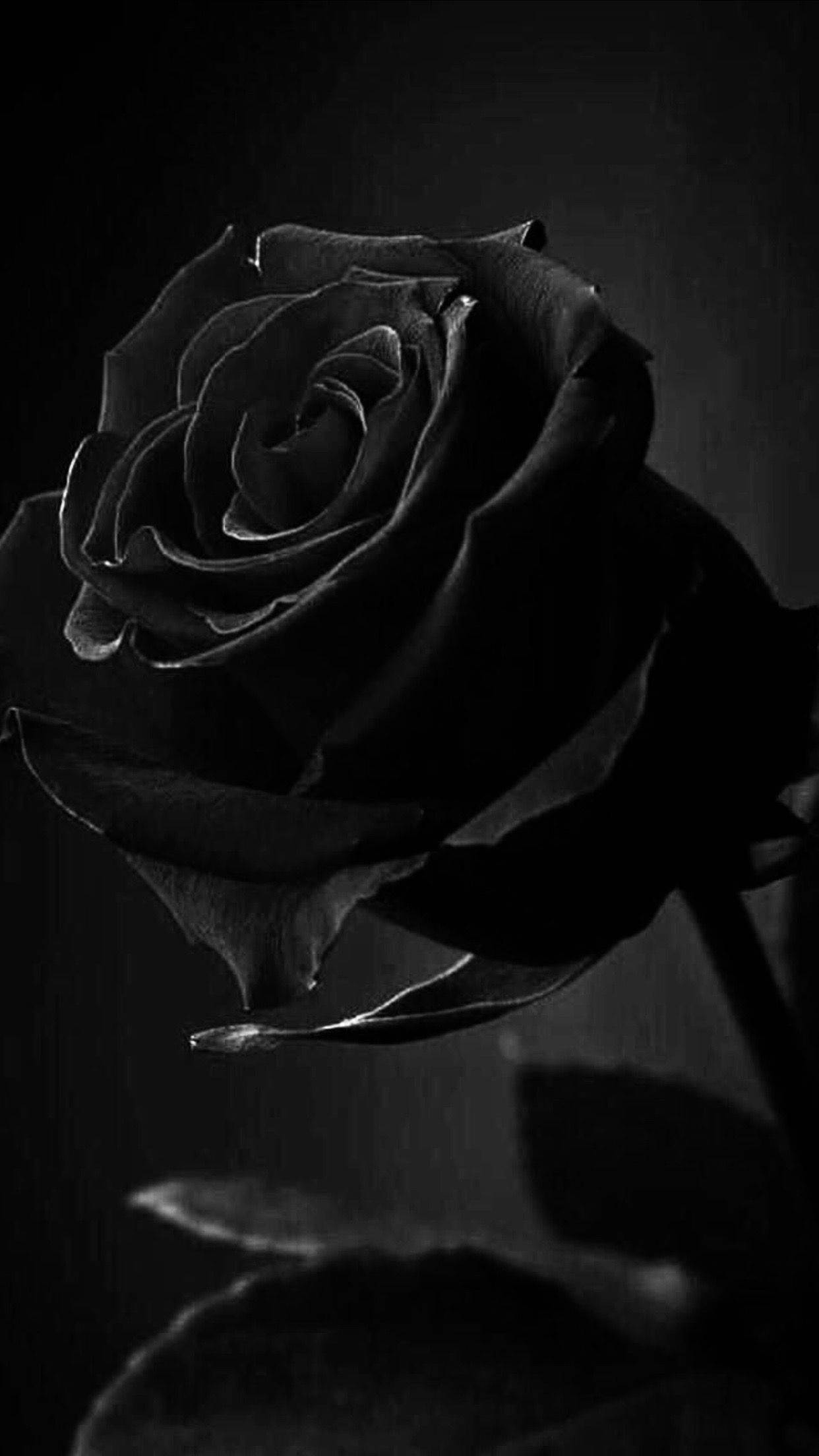 Download Black Aesthetic Rose In Bloom Wallpaper 