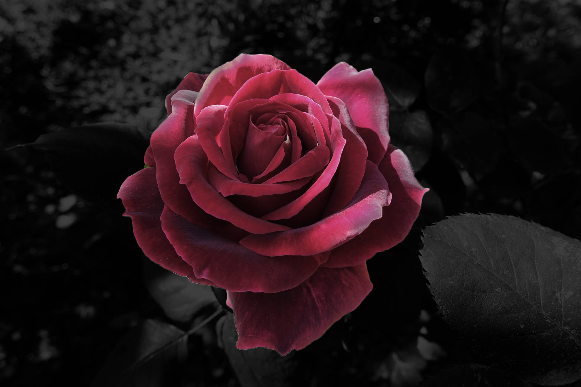 Download Black Aesthetic Rose Pink Wallpaper | Wallpapers.com