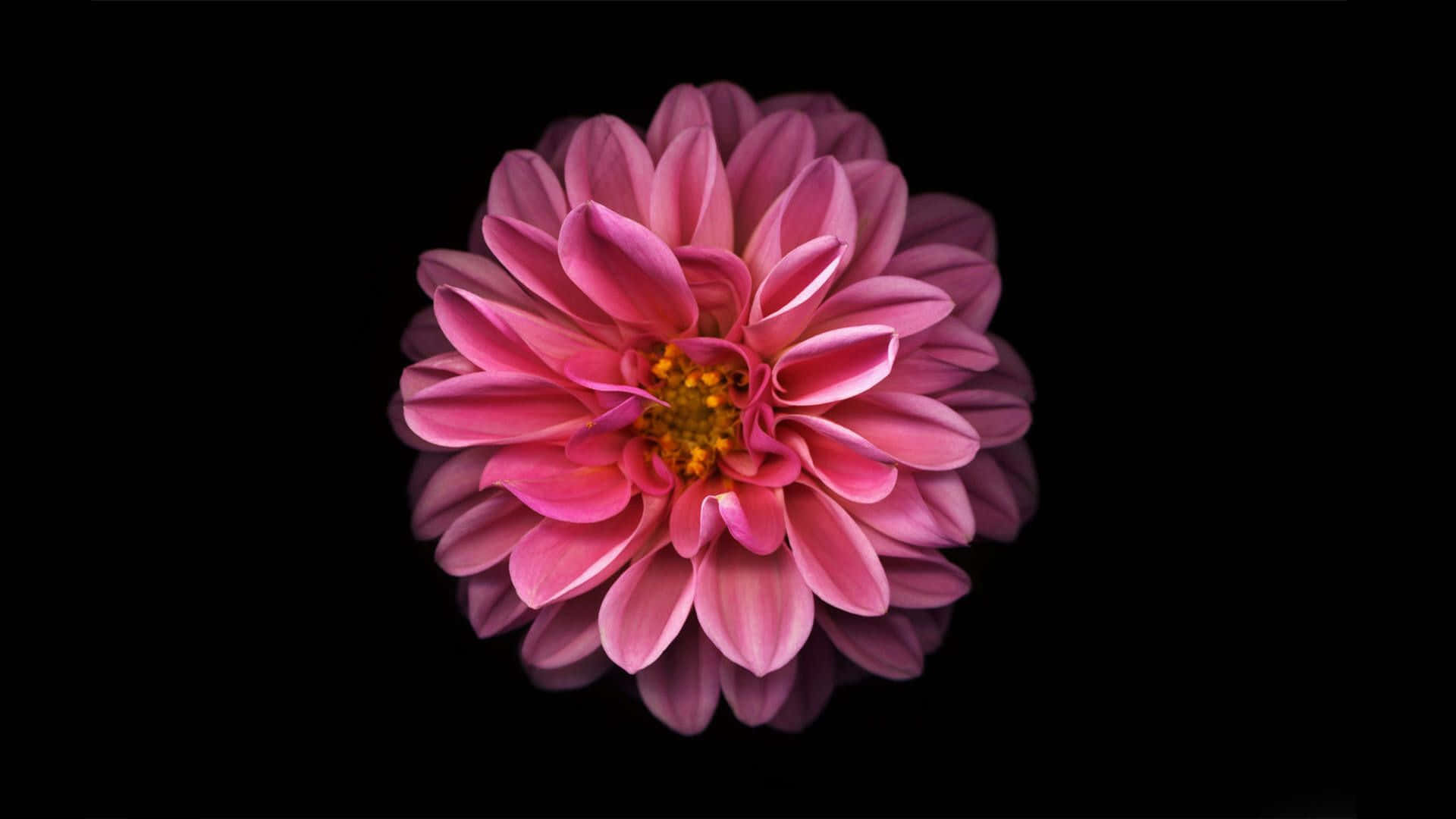 Download Black And Pink Floral Wallpaper | Wallpapers.com