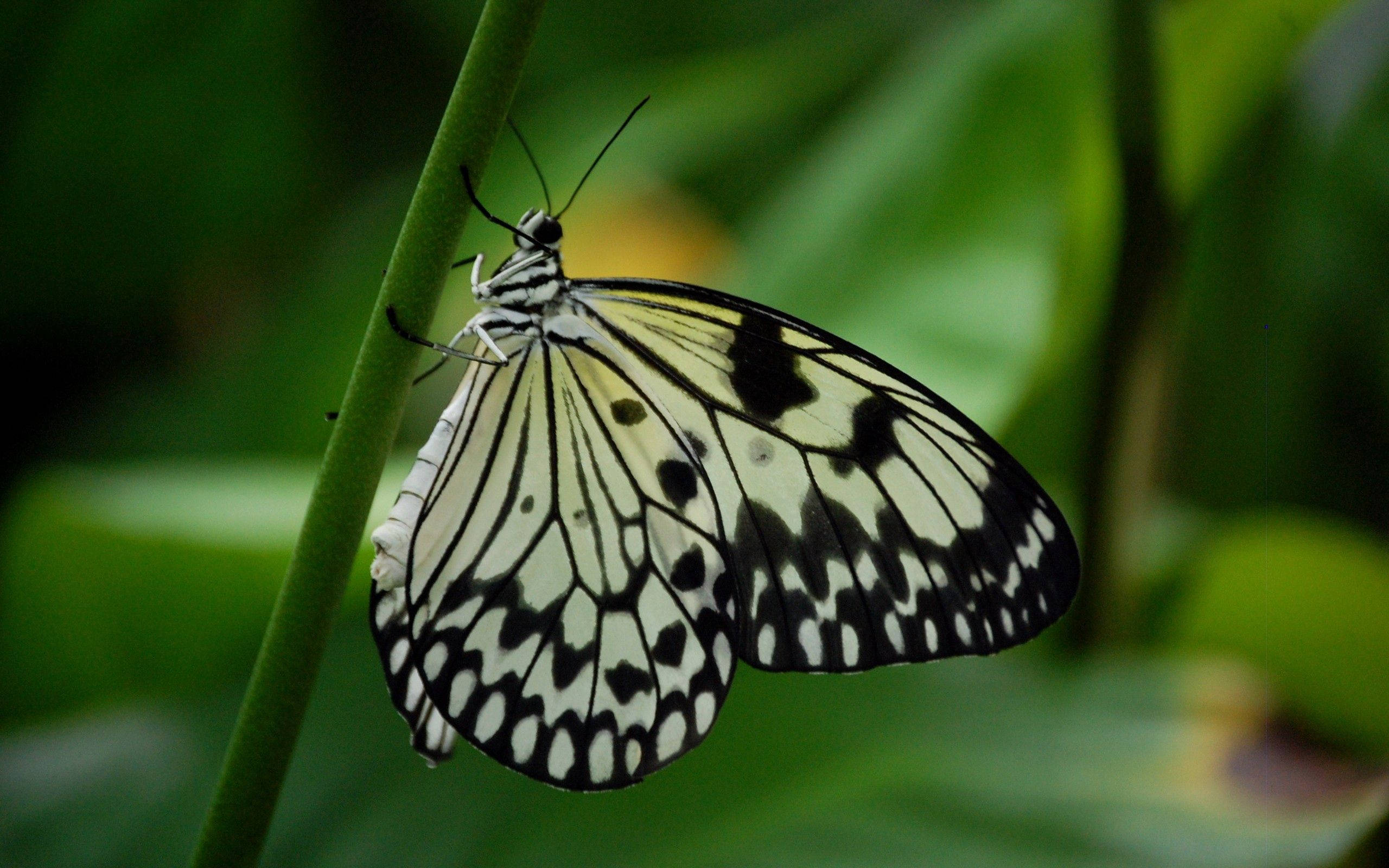 Black And White Butterfly Background