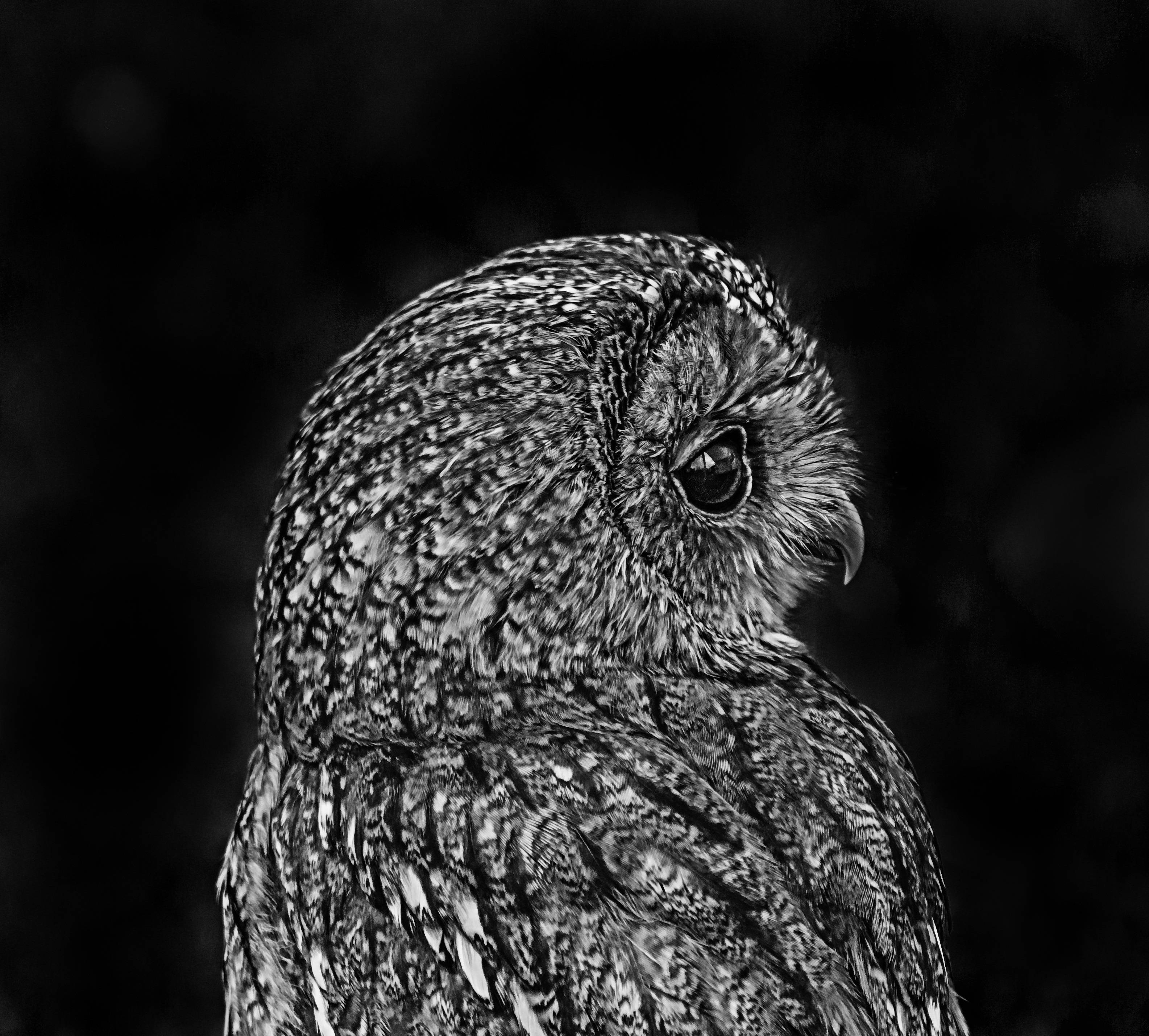 Black And White Owl Portrait Background