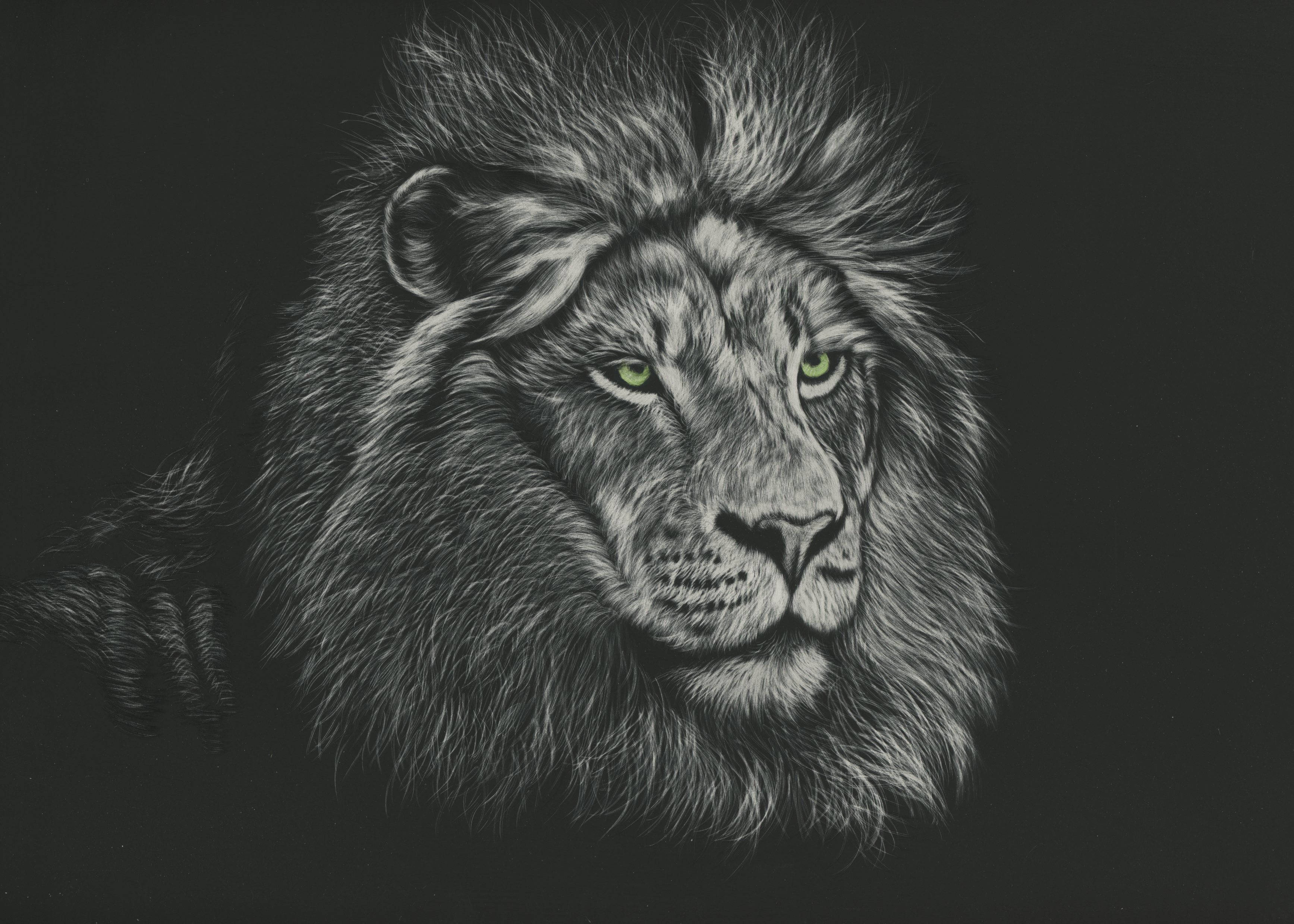 Black And White Predator Lion Background