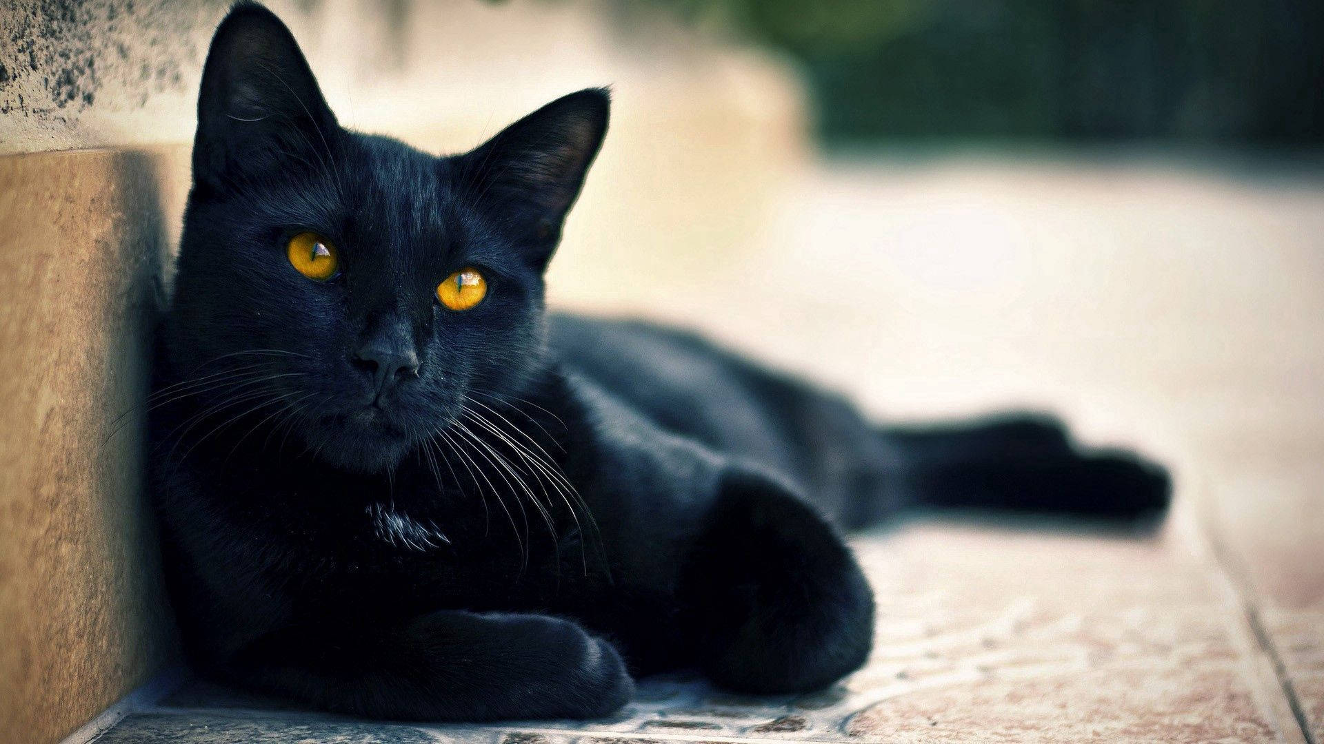 Black Animal Lying Cat Background