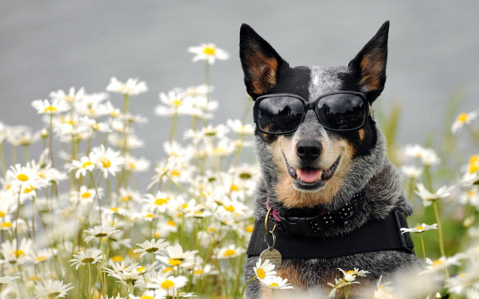 Black Gray Dog With Sunglasses In Daisies Background