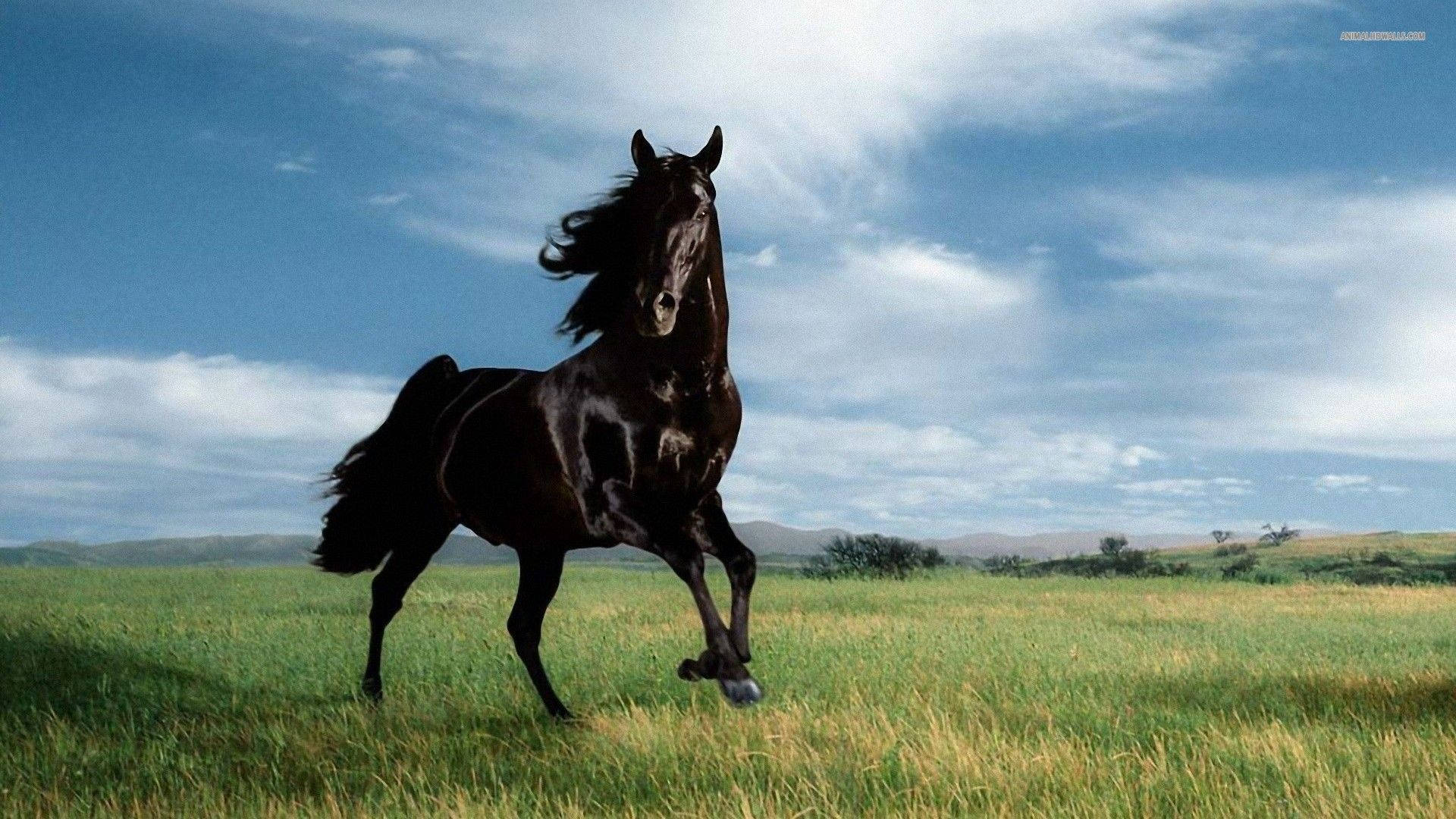 Black Horse In A Pasture Background