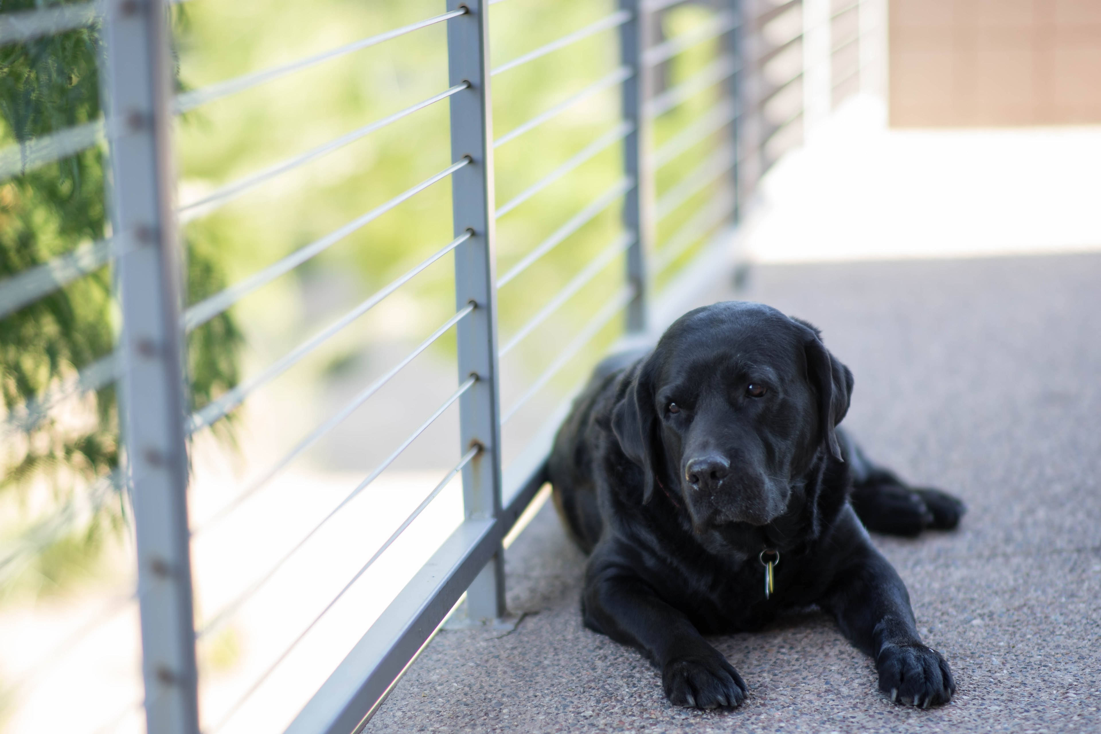 Downloaden Schwarzer Labrador Auf Dem Balkon | Wallpapers.com