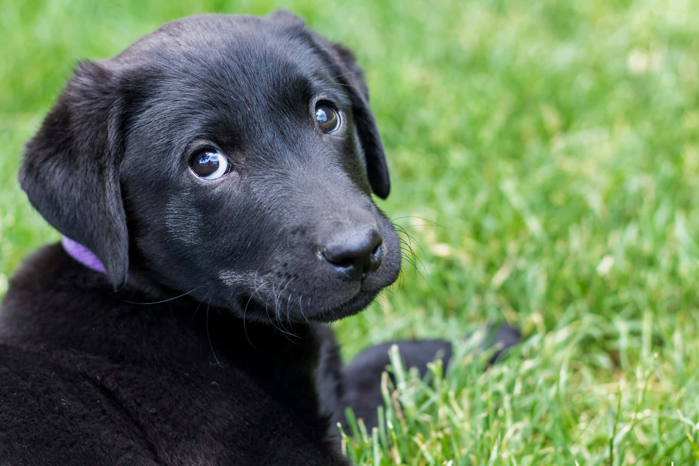 Download Black Labrador Pictures | Wallpapers.com