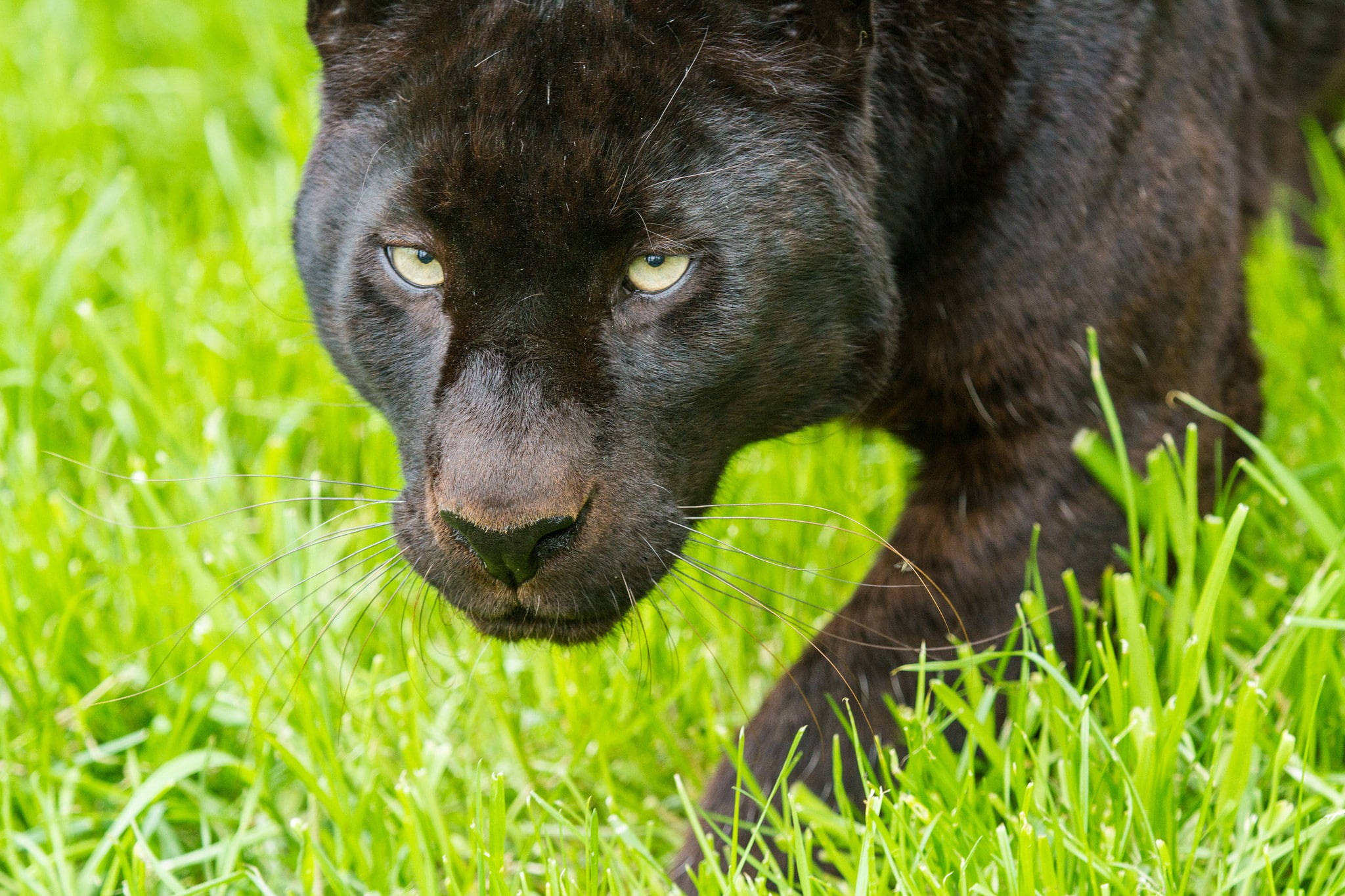 Download Black Panther Animal Hunting Wallpaper 