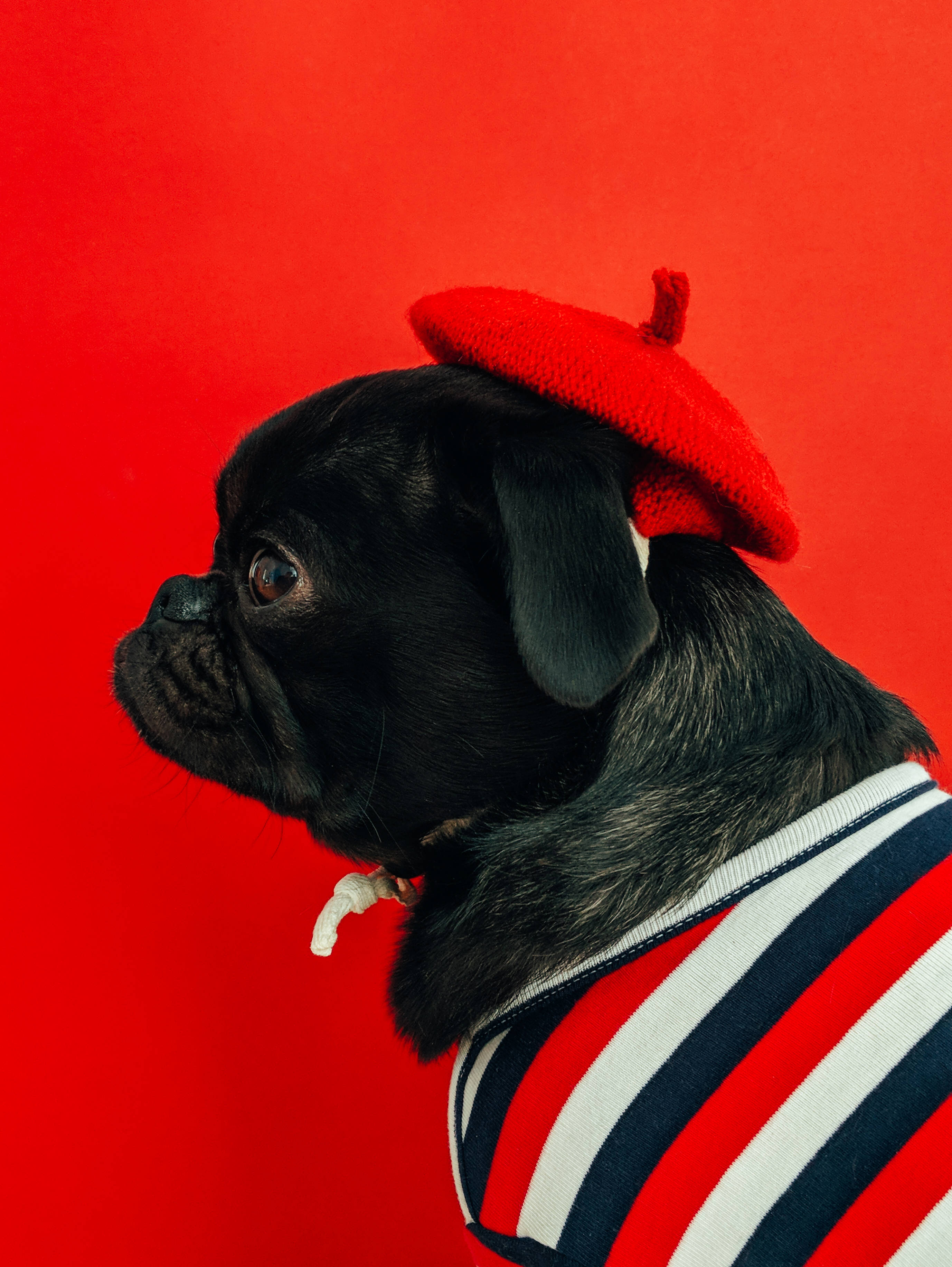 Download Black Pug Wearing Red Wallpaper 