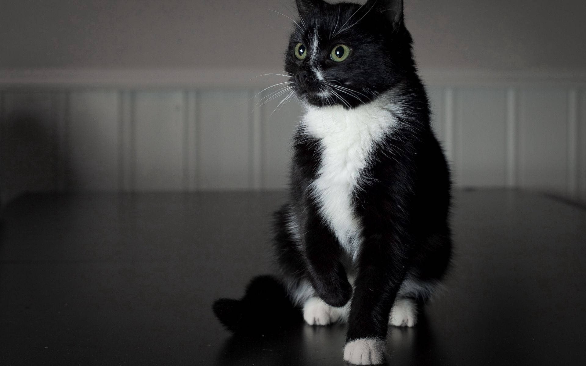 Black White Animal Kitten Background