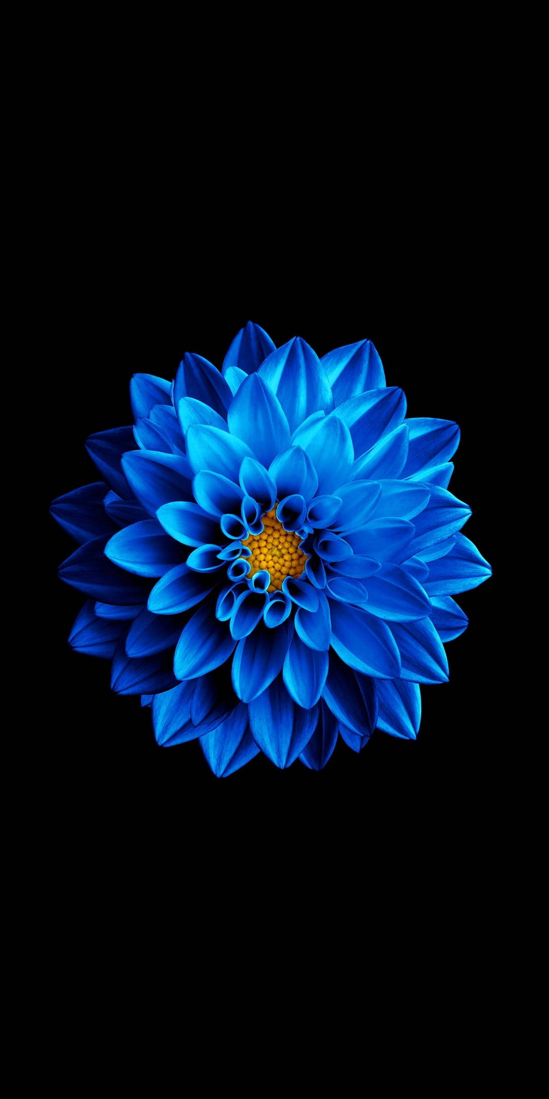 Downloaden Blaue Blume In Schwarzer Amoled Wallpaper | Wallpapers.com