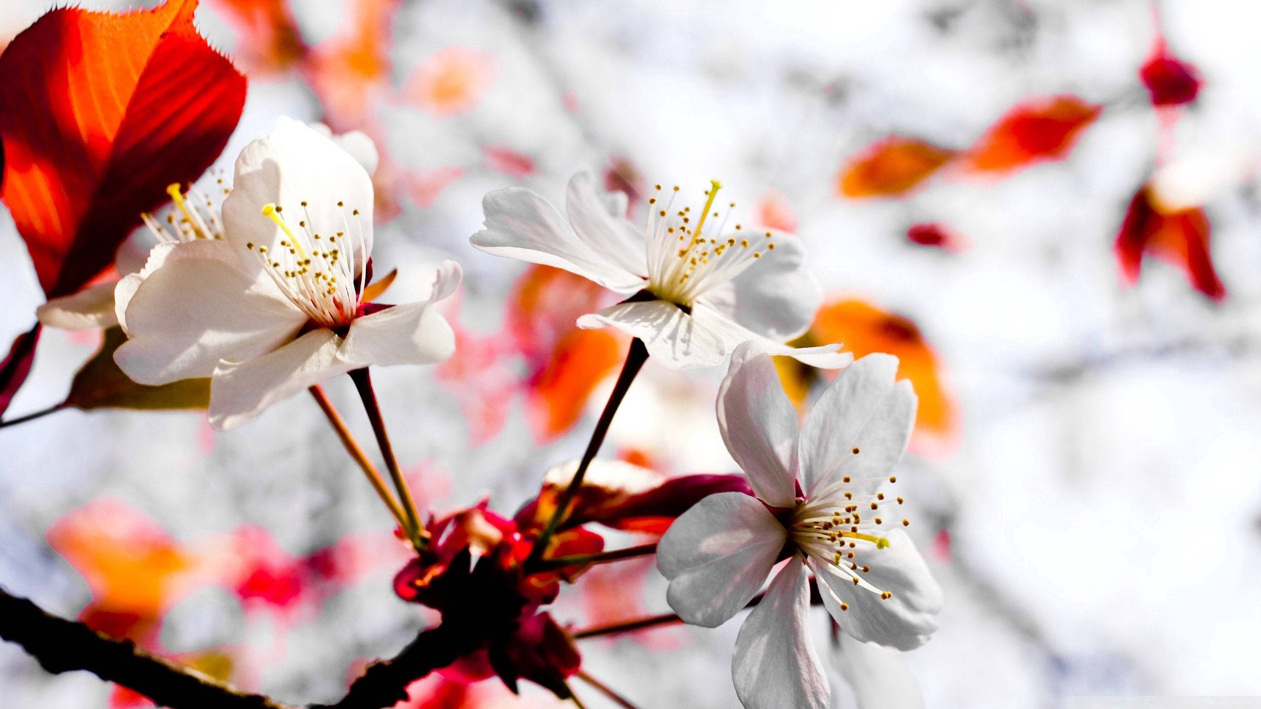 Bloomed White Spring Flowers Background