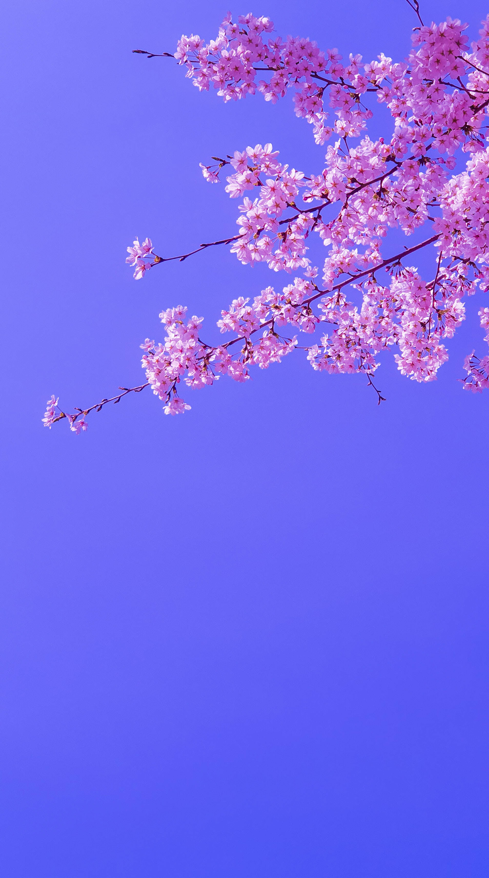 Blooming Sakura Purple Sky Background